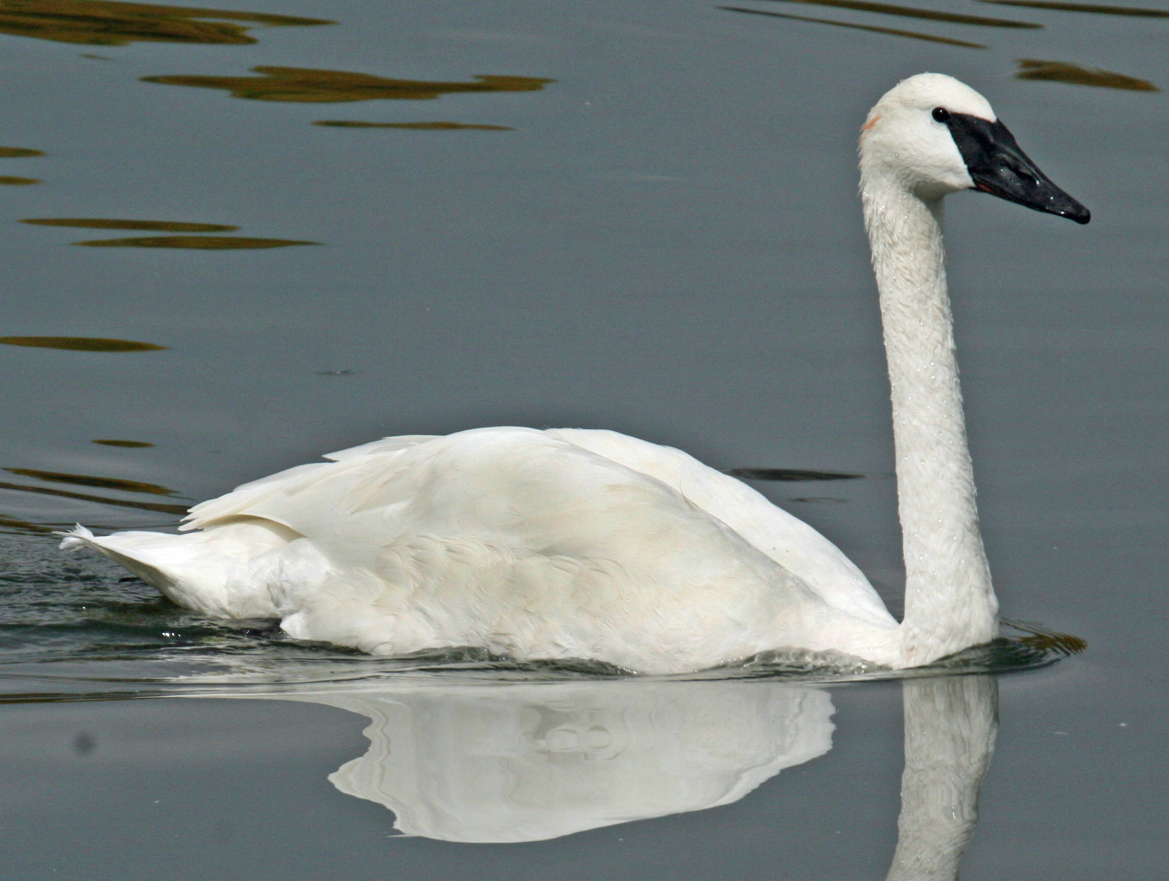 Trumpeter Swans pulled from lake at Great Bend Zoo