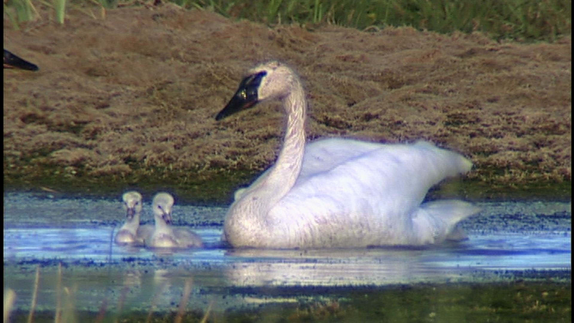 Trumpeter Swans - YouTube