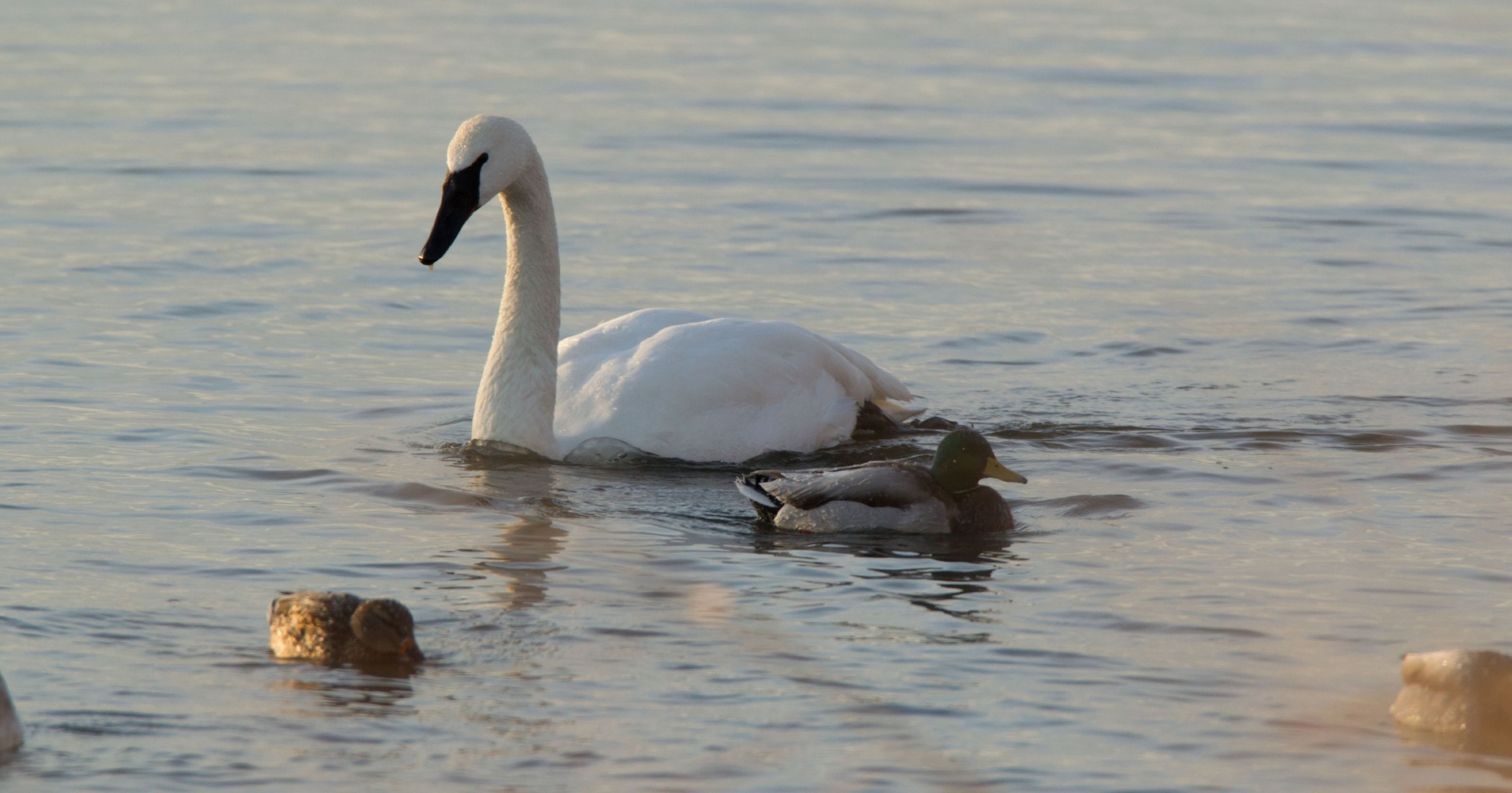 Critter of the Week: Trumpeter swan
