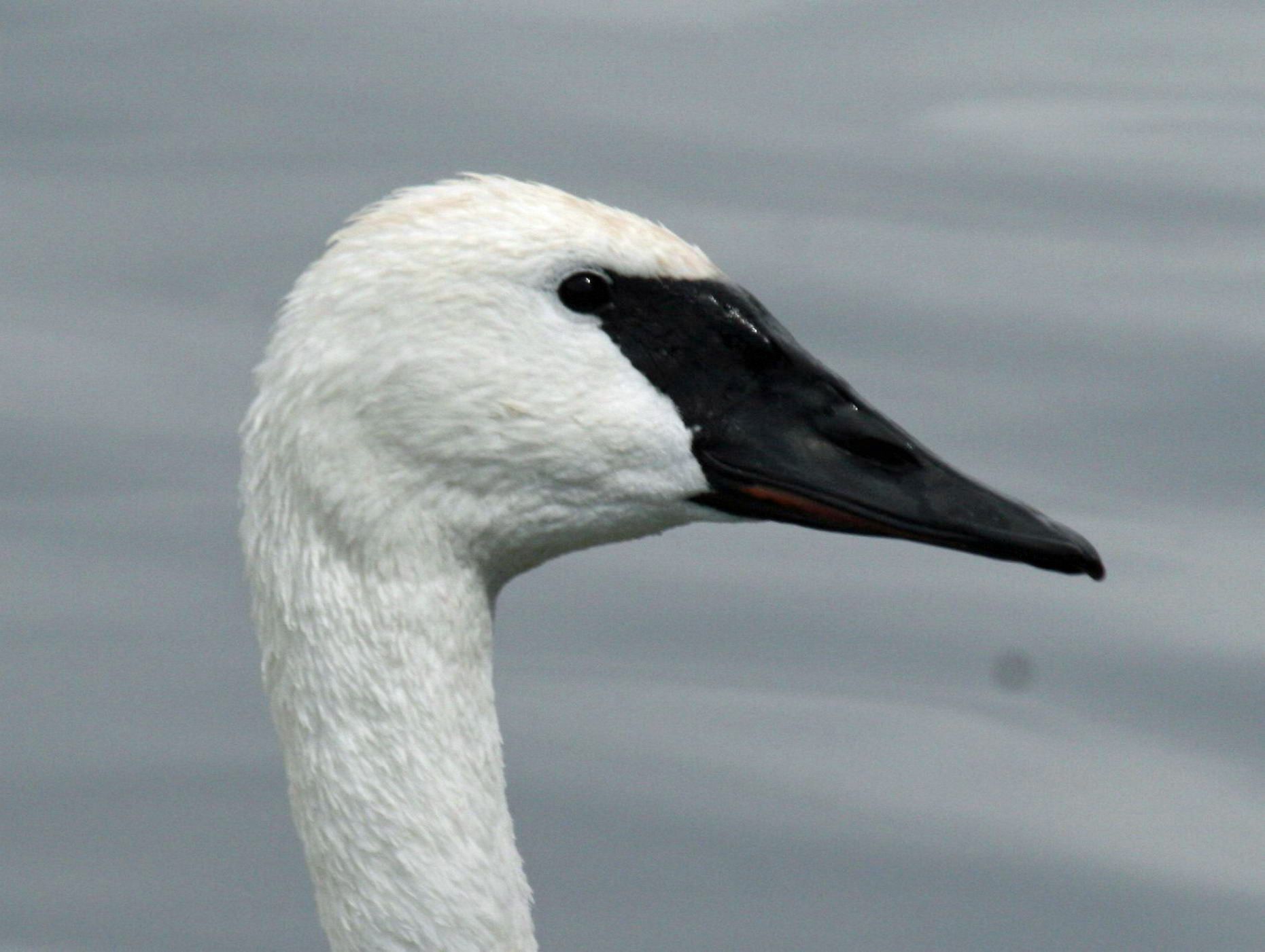 Trumpeter swan - Wikipedia, the free encyclopedia | ReMi Artworks ...