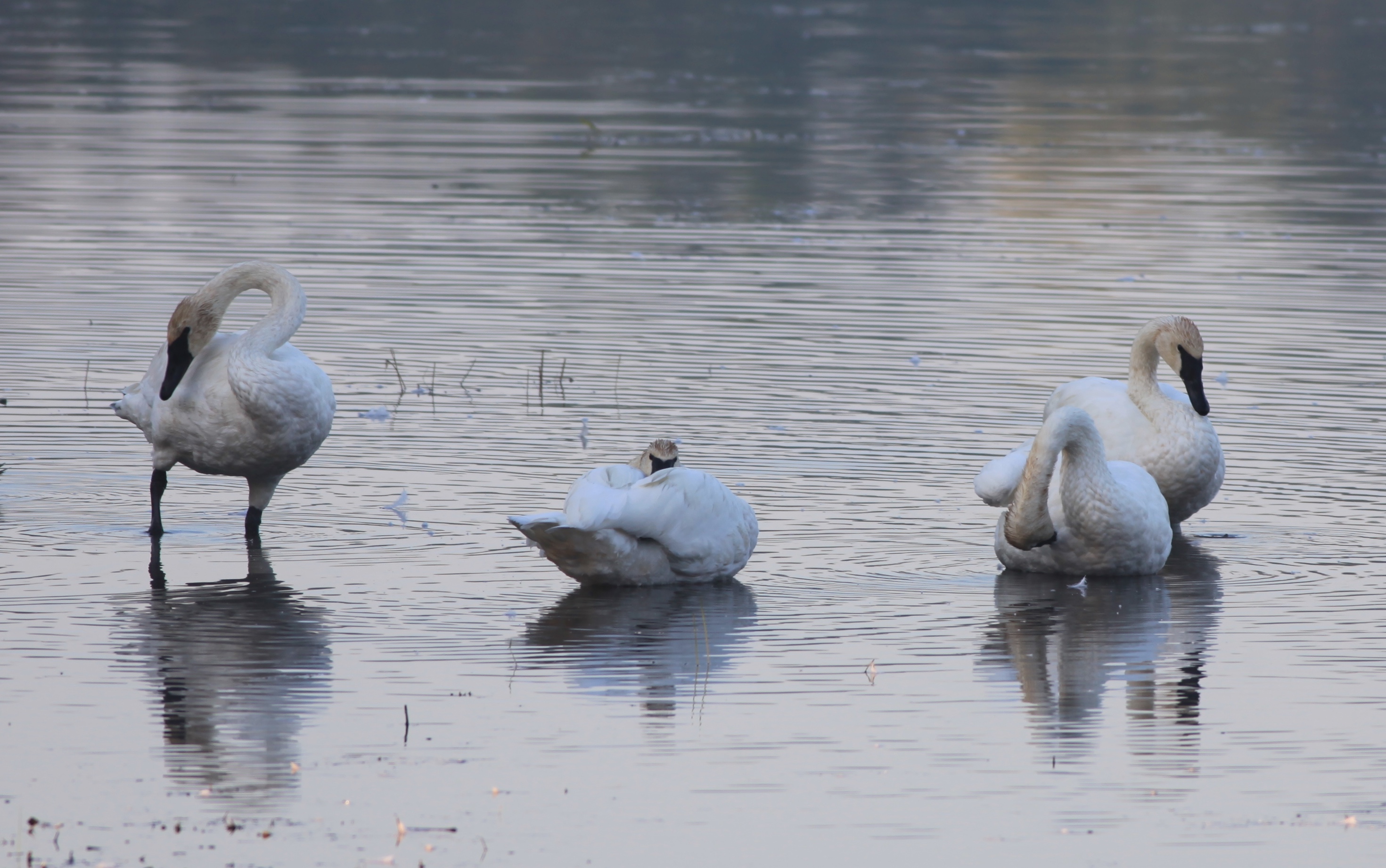File:Trumpeter Swans, White Bear Lake MN.jpg - Wikimedia Commons