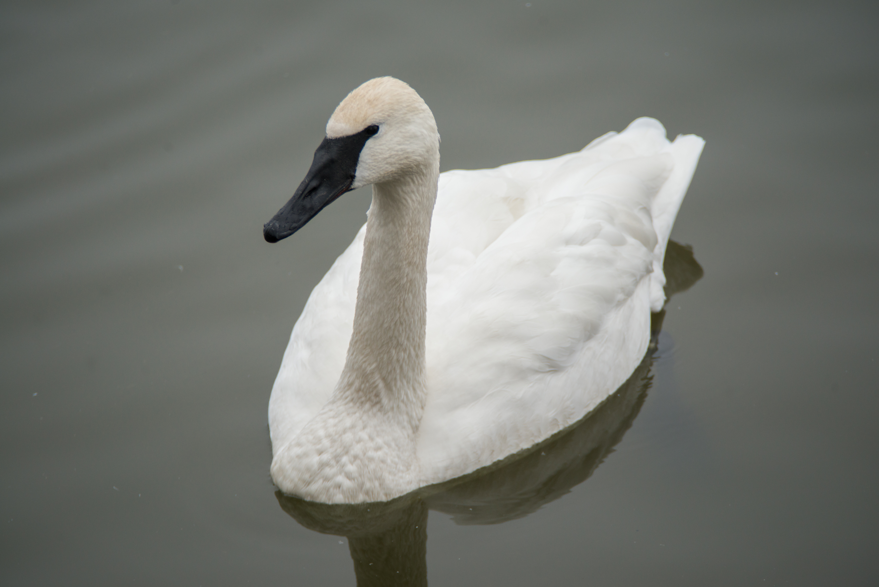View Trumpeter Swans in Heber Springs - AY Mag - AY Is About You