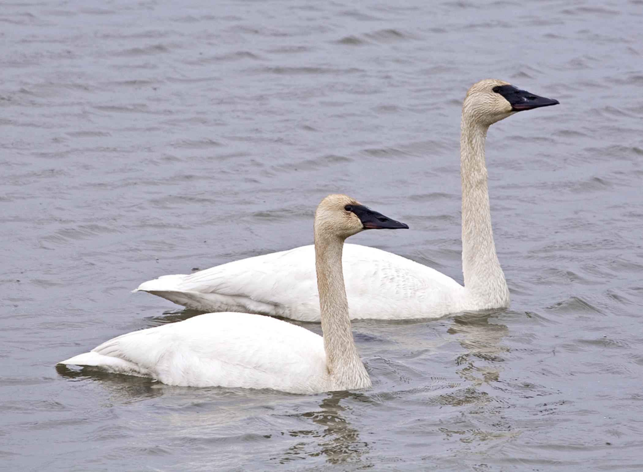 Free picture: trumpeter, swans, pair, male, female, cygnus, buccinator