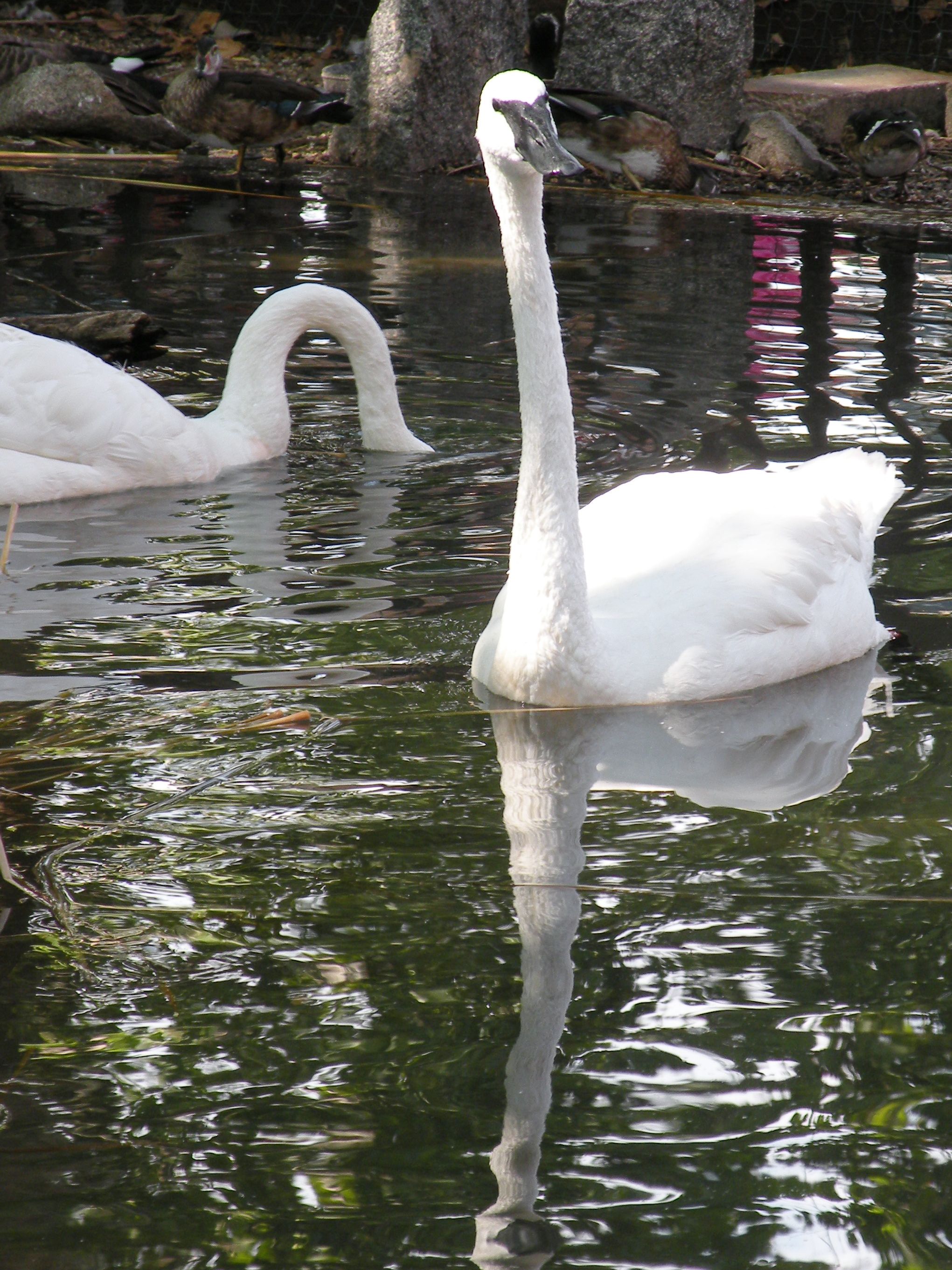 Don't forget to visit the trumpeter #swans at the DNR building at ...
