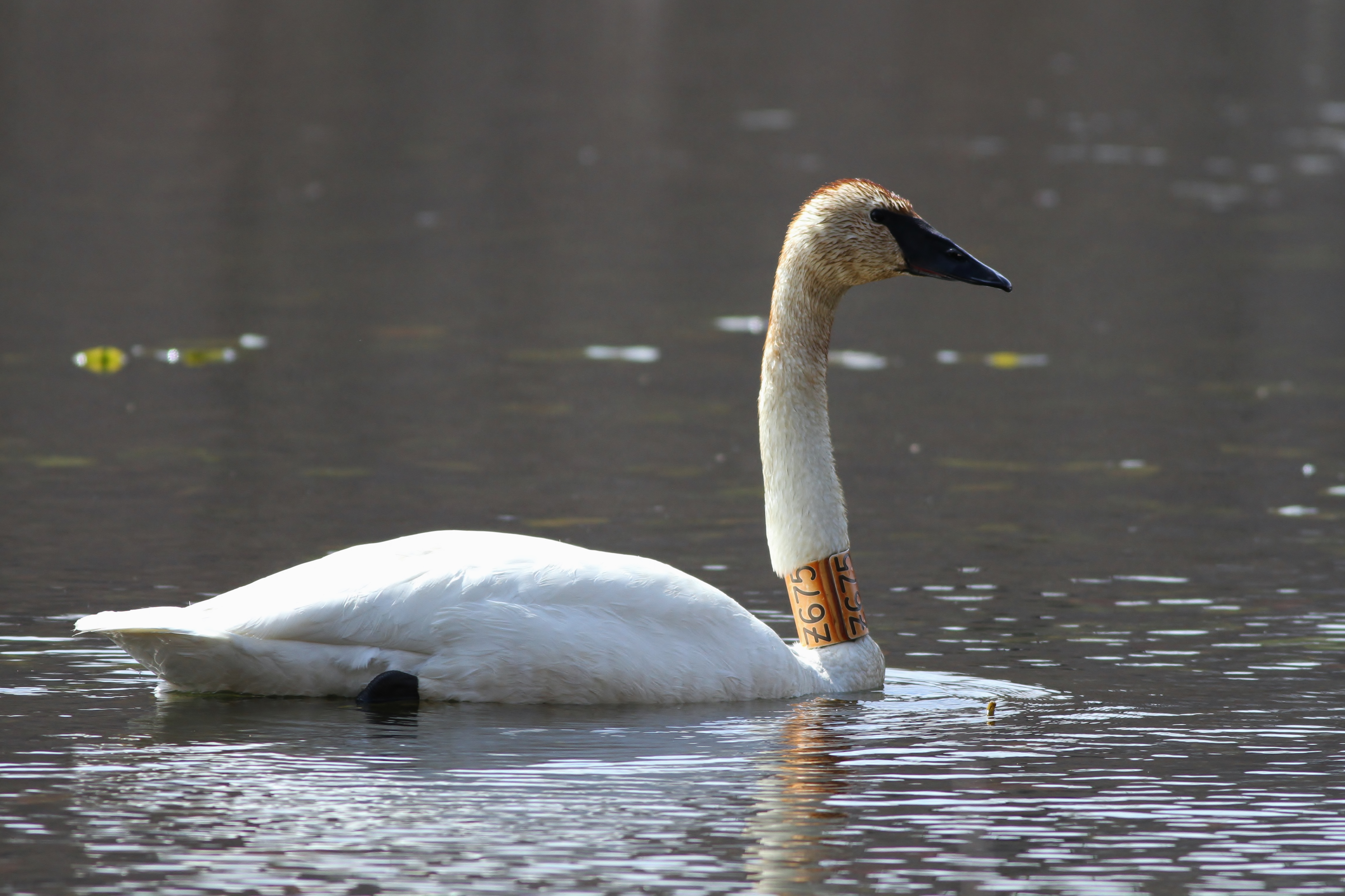 Trumpeter Swans with 'captive' neck-collars in PA by Alex Lamoreaux ...