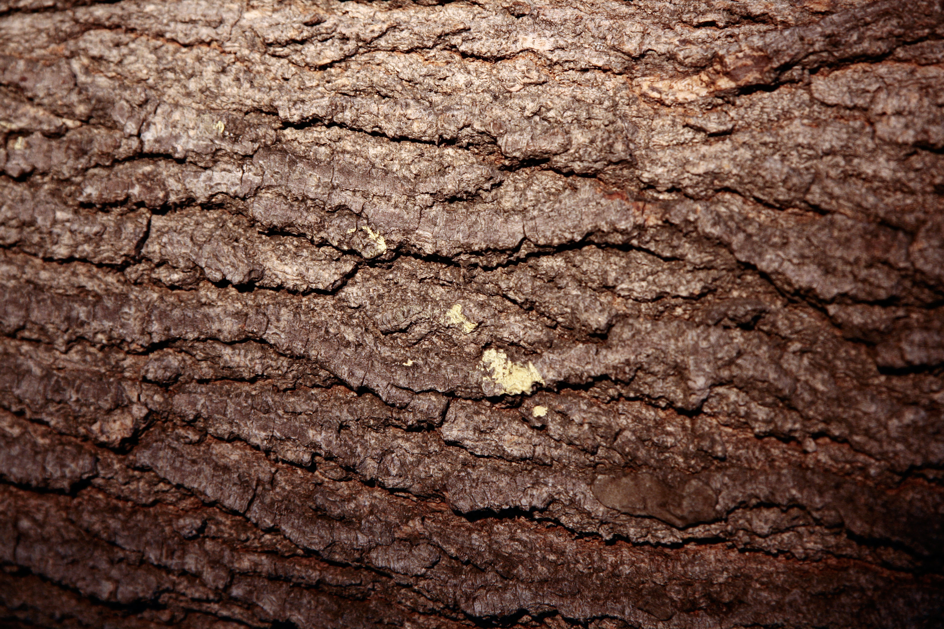 17 Tree trunk textures | Texture Fabrik