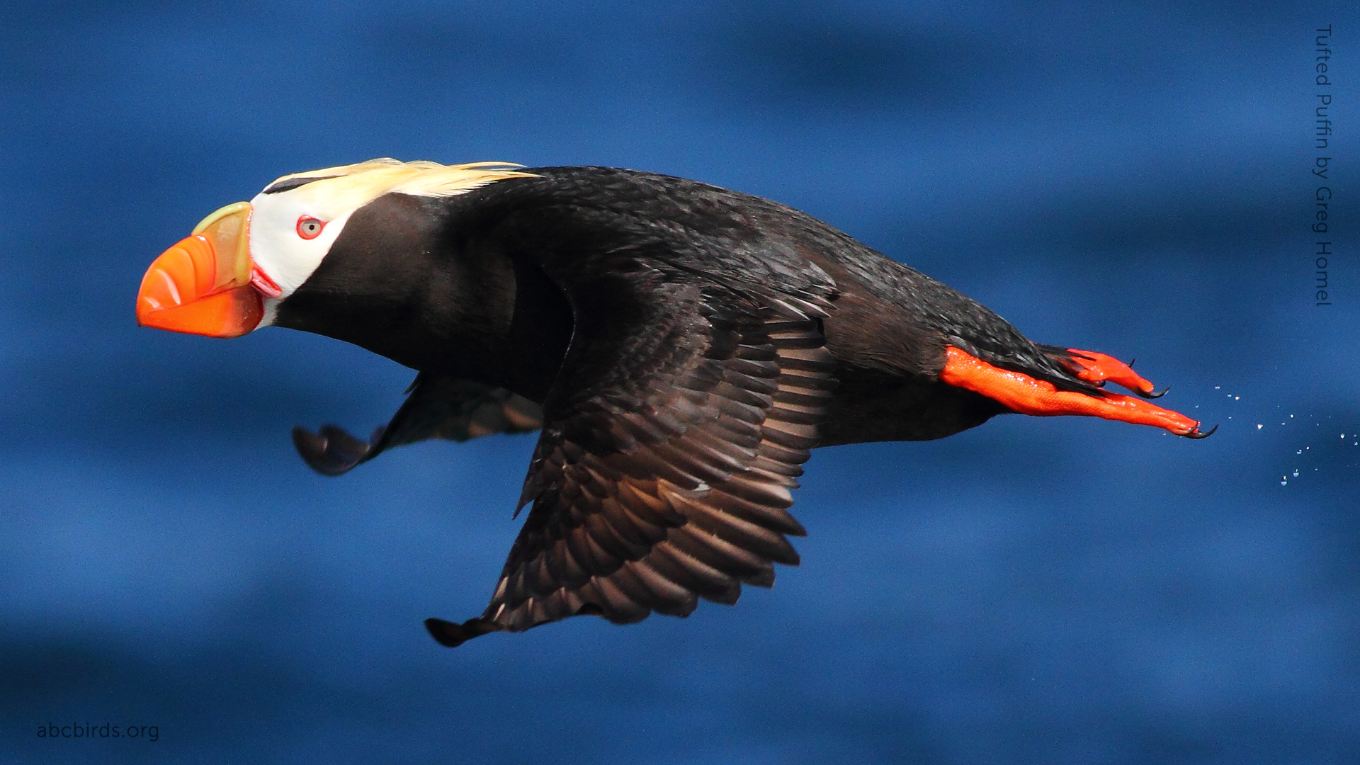 Tufted puffin photo