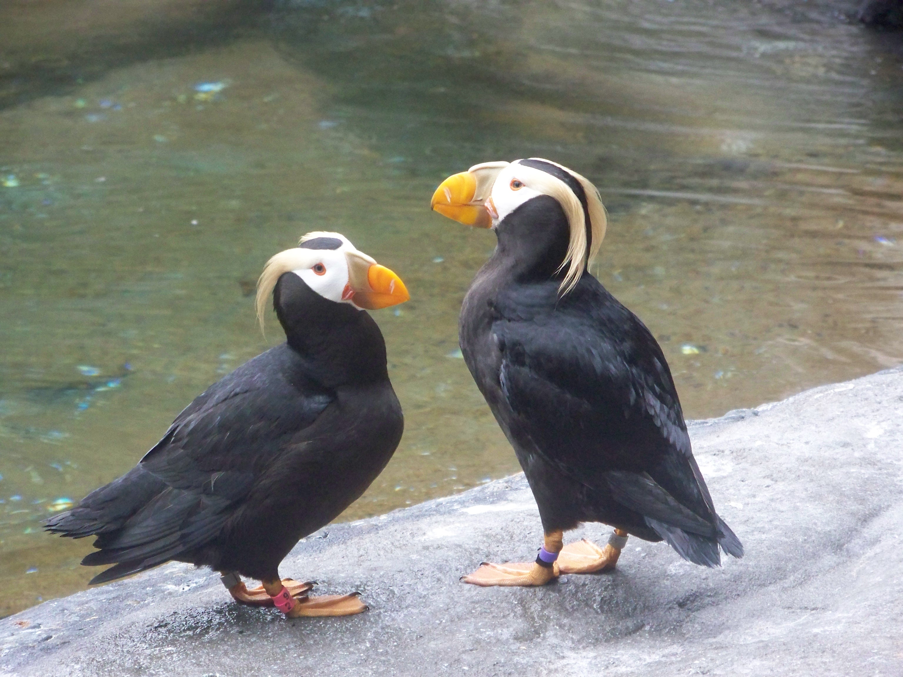 Point Defiance Zoo and Aquarium (and tufted puffins!) | Puffinpalooza