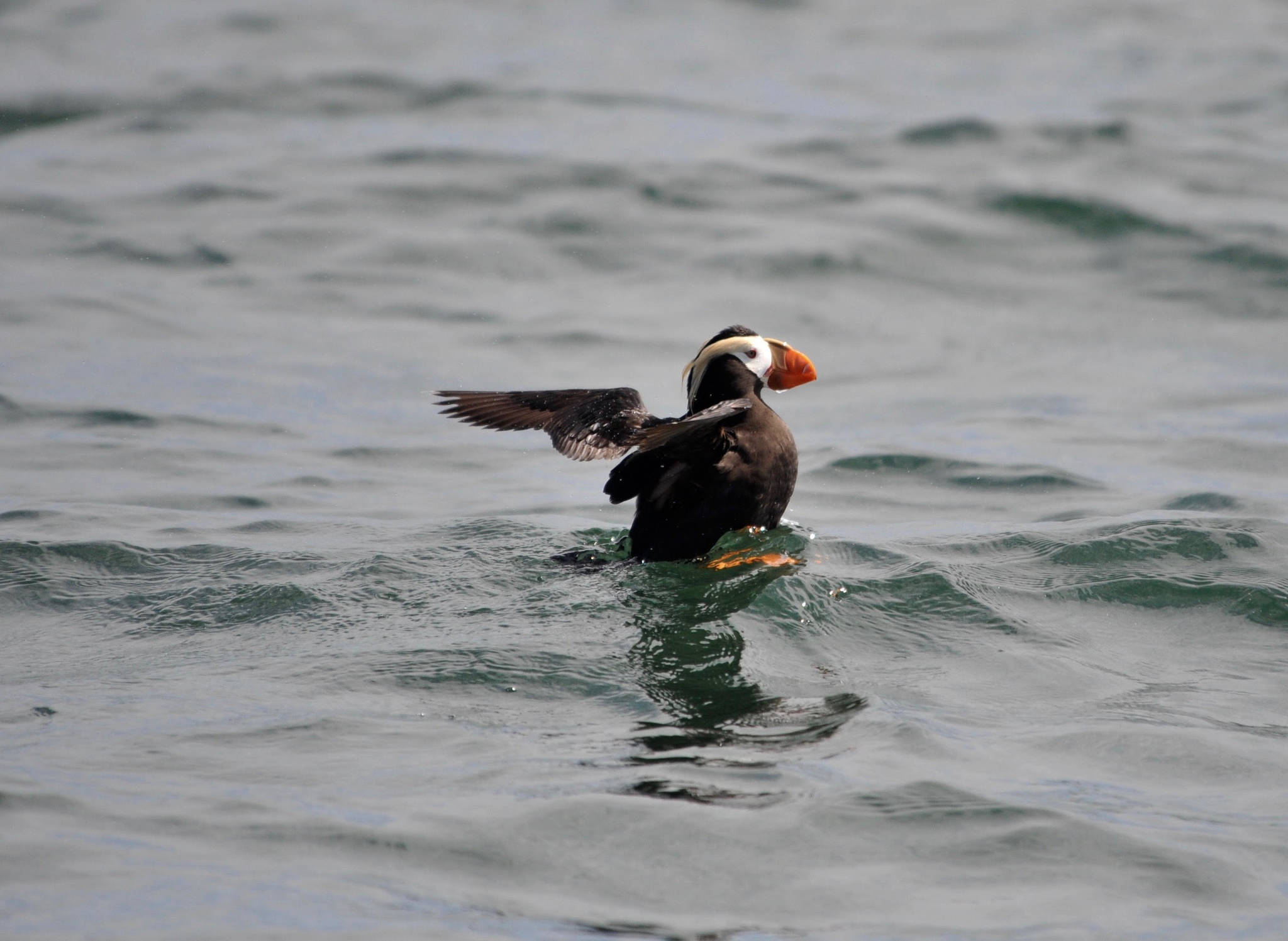 Wait is over for tufted puffin | Islands' Sounder