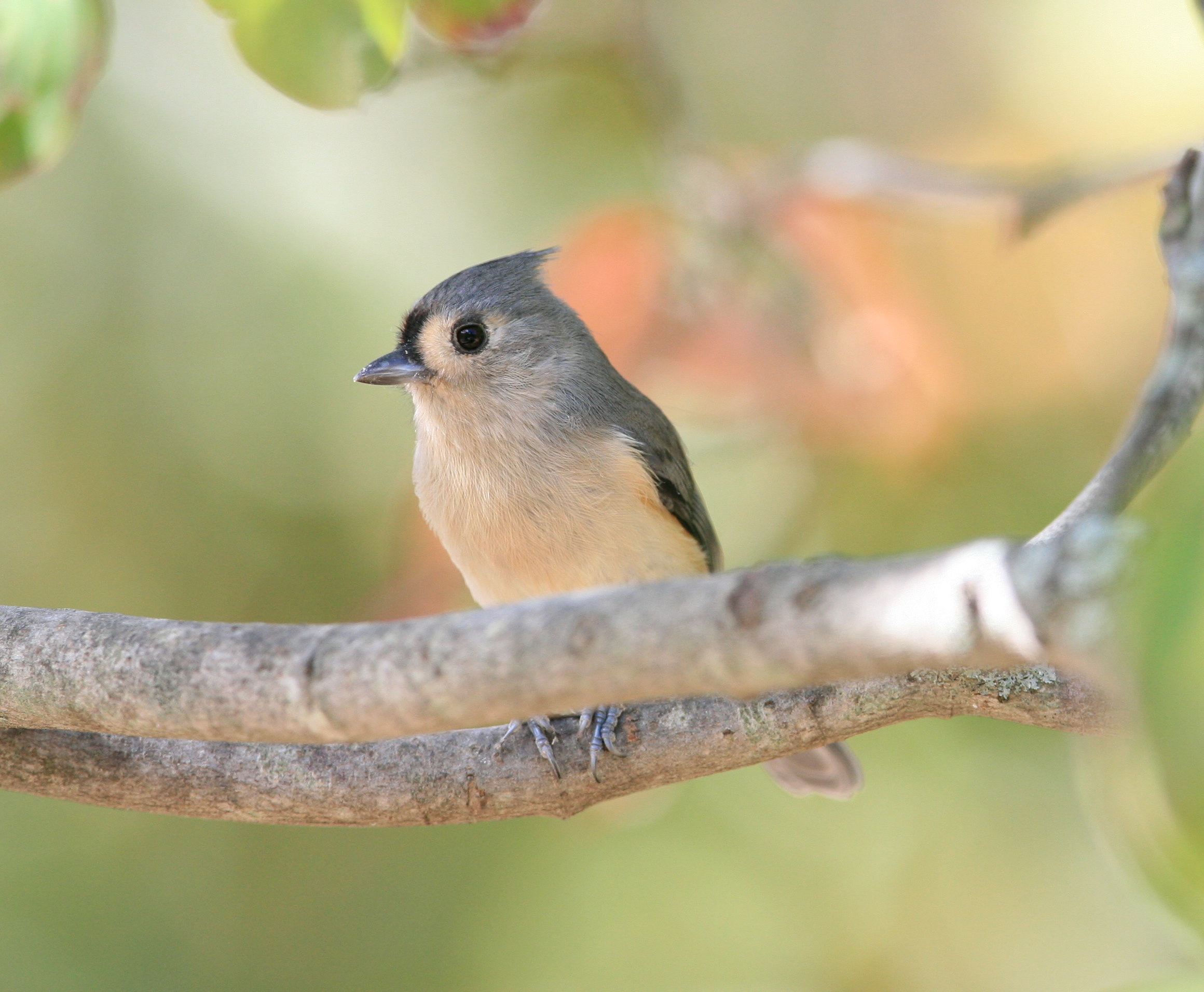 Tufted titmouse in a tree photo