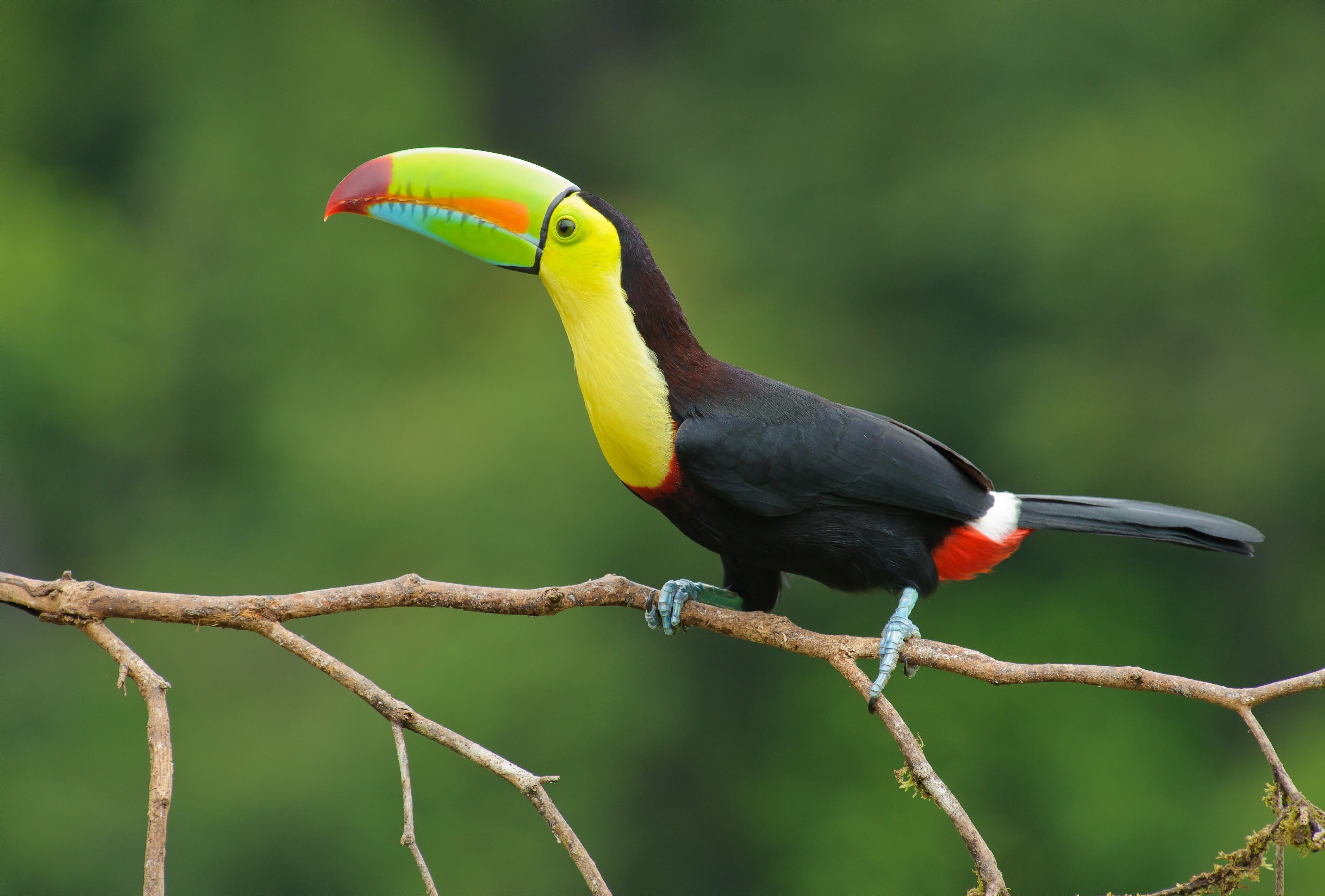 A large tukan bird sits on a thin branch of a tree wallpapers and ...