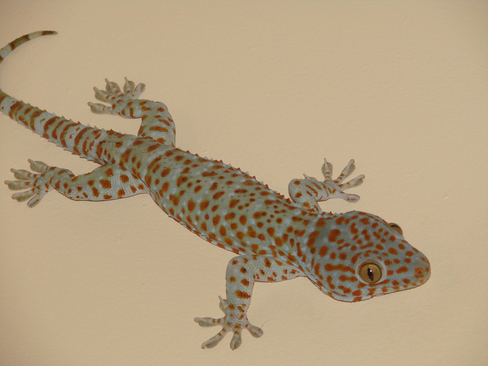 Phangan's Latest Commodity....Geckos - My Jungle Life
