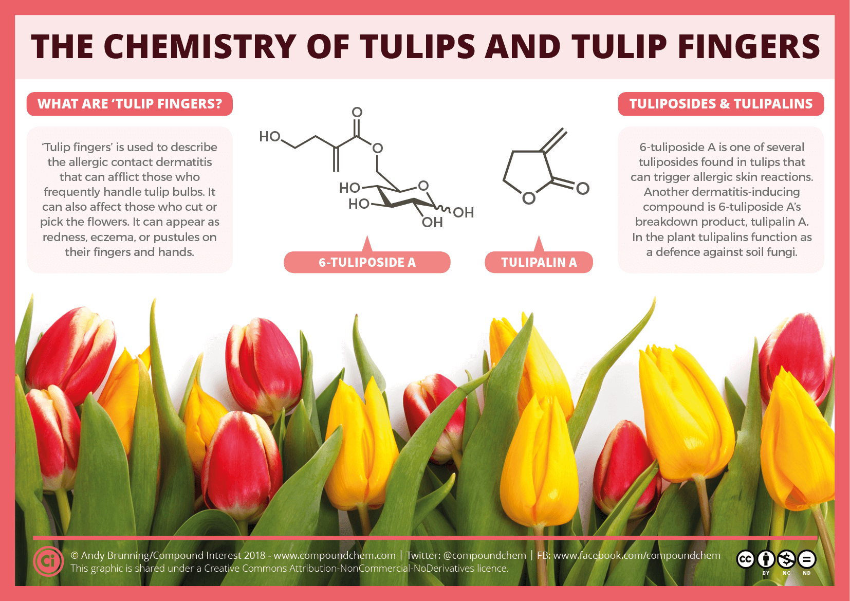 Compound Interest - The chemistry of tulips and tulip fingers