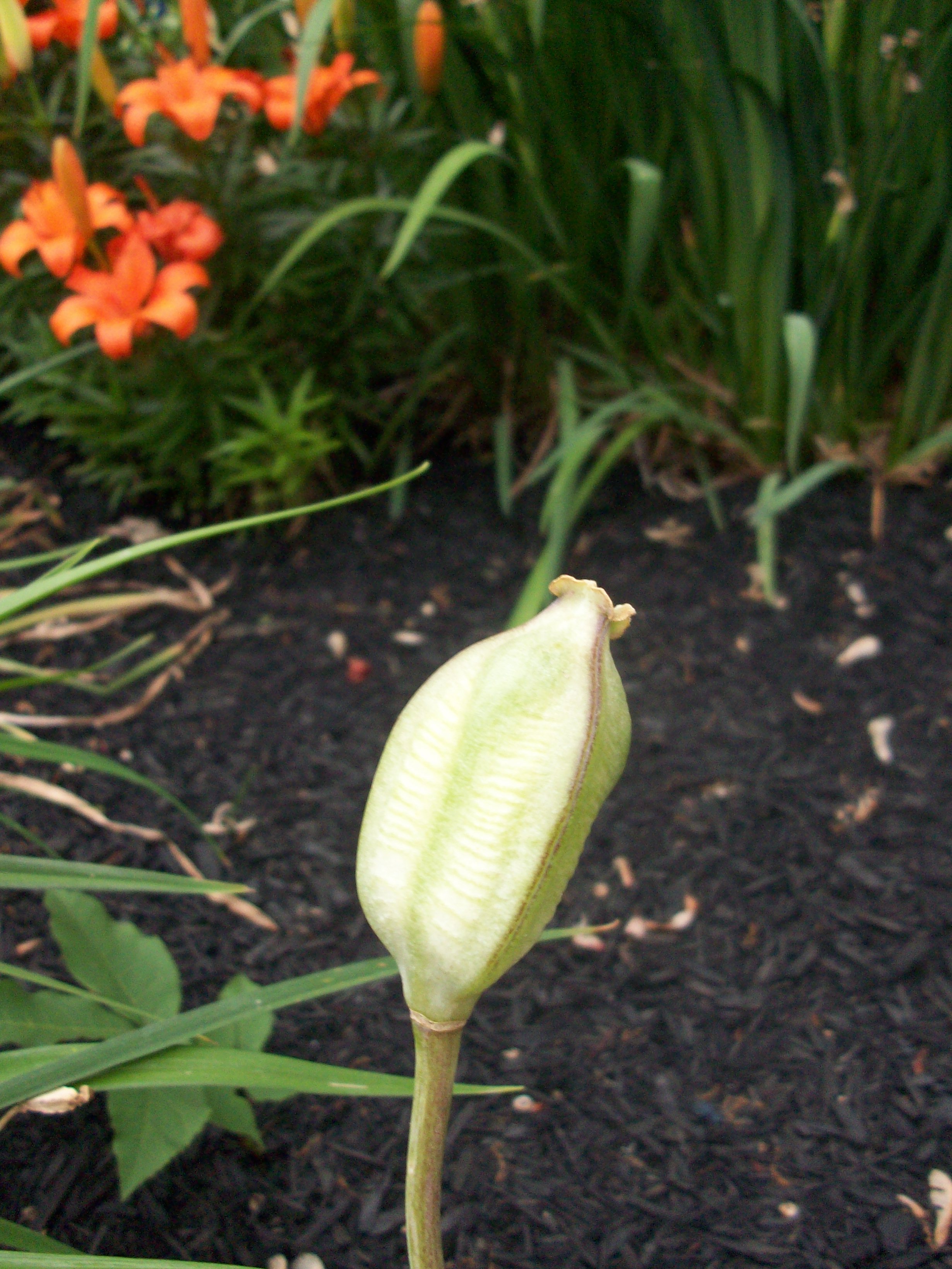 Tulip Seed Pod | Young Wifey's Blog