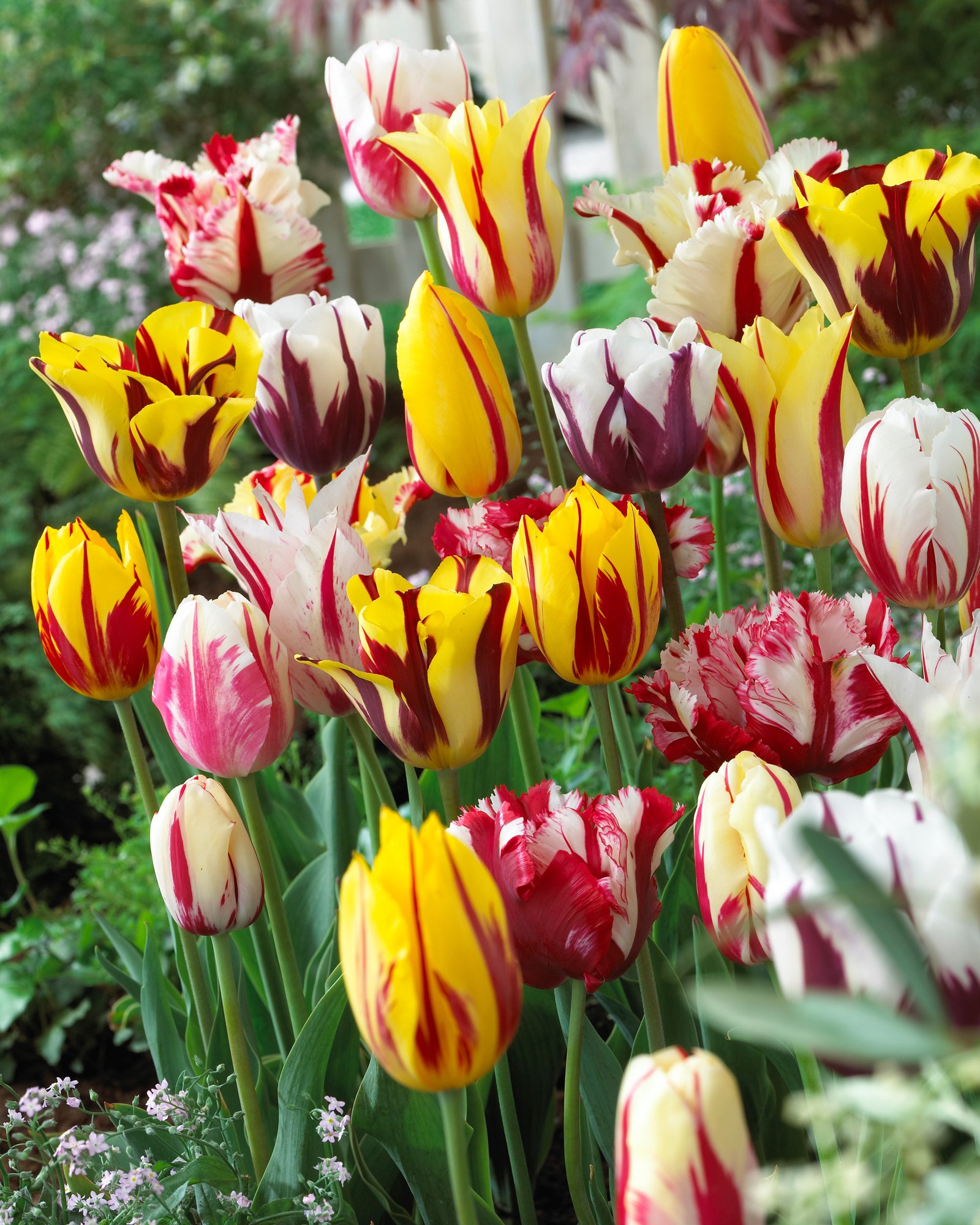 Rembrandt Tulip Bulbs Mixed | DutchGrown