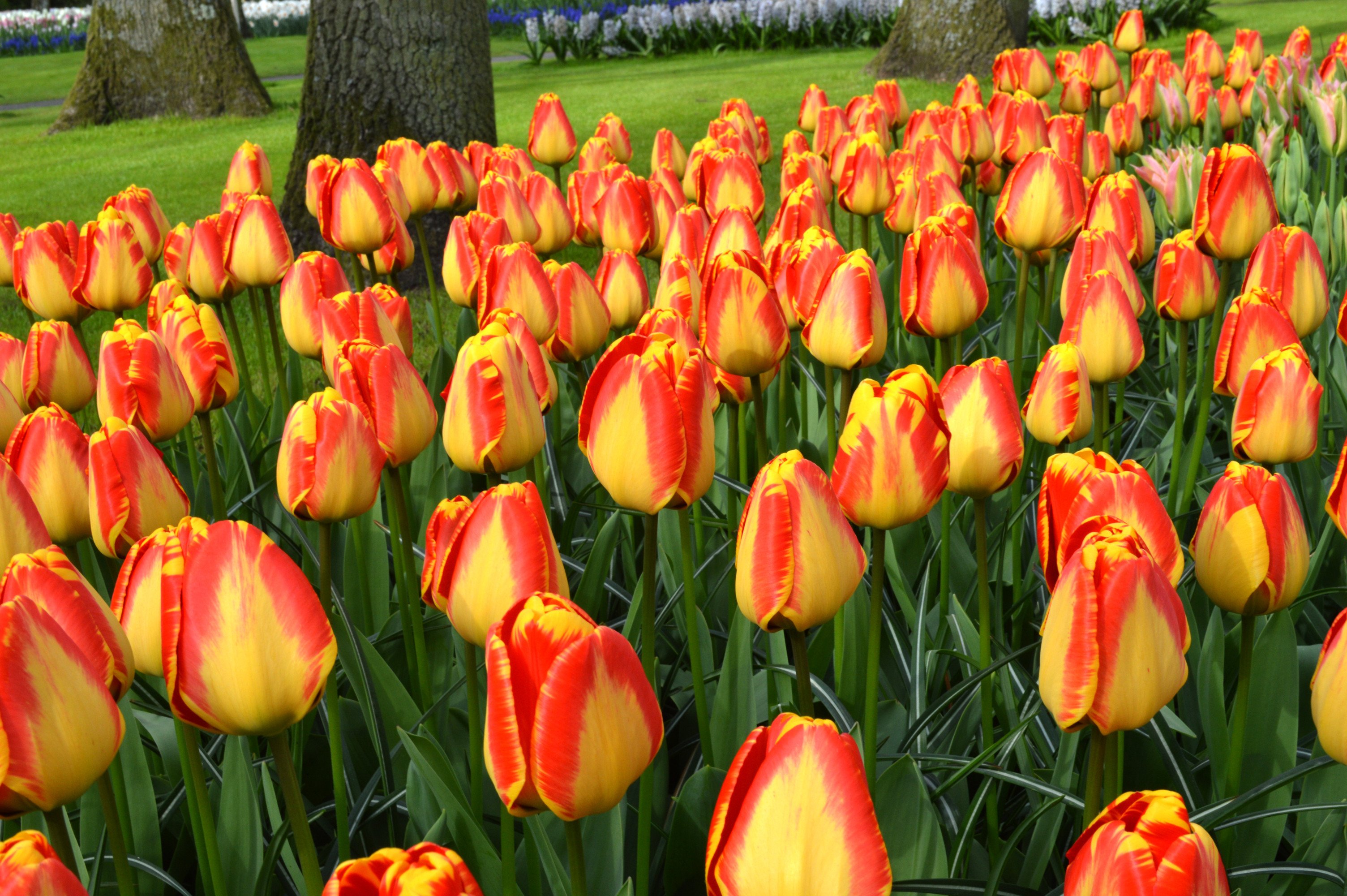 Tulip, named after the city on Vrbas | The Srpska Times