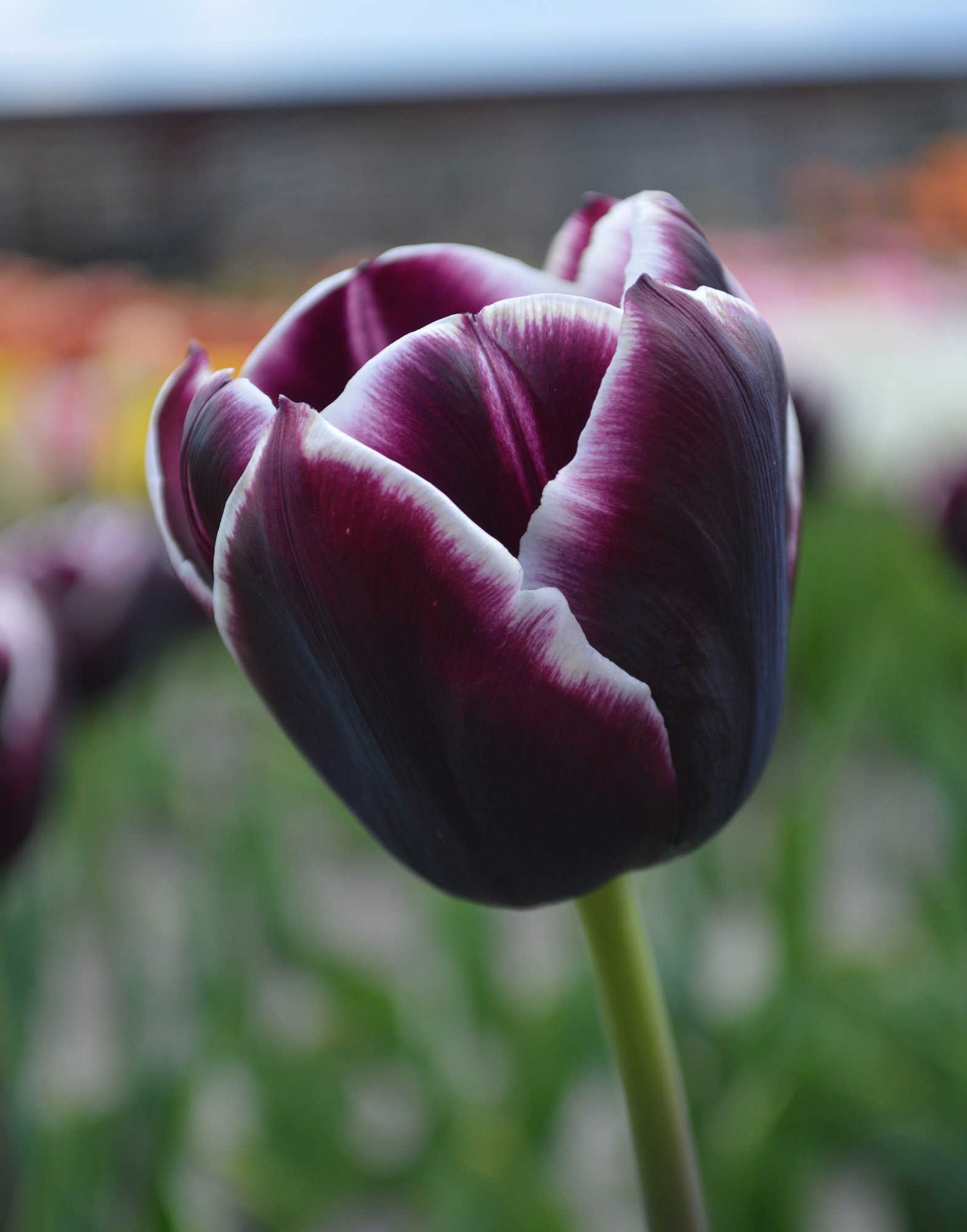 Tulip Jackpot | DutchGrown®