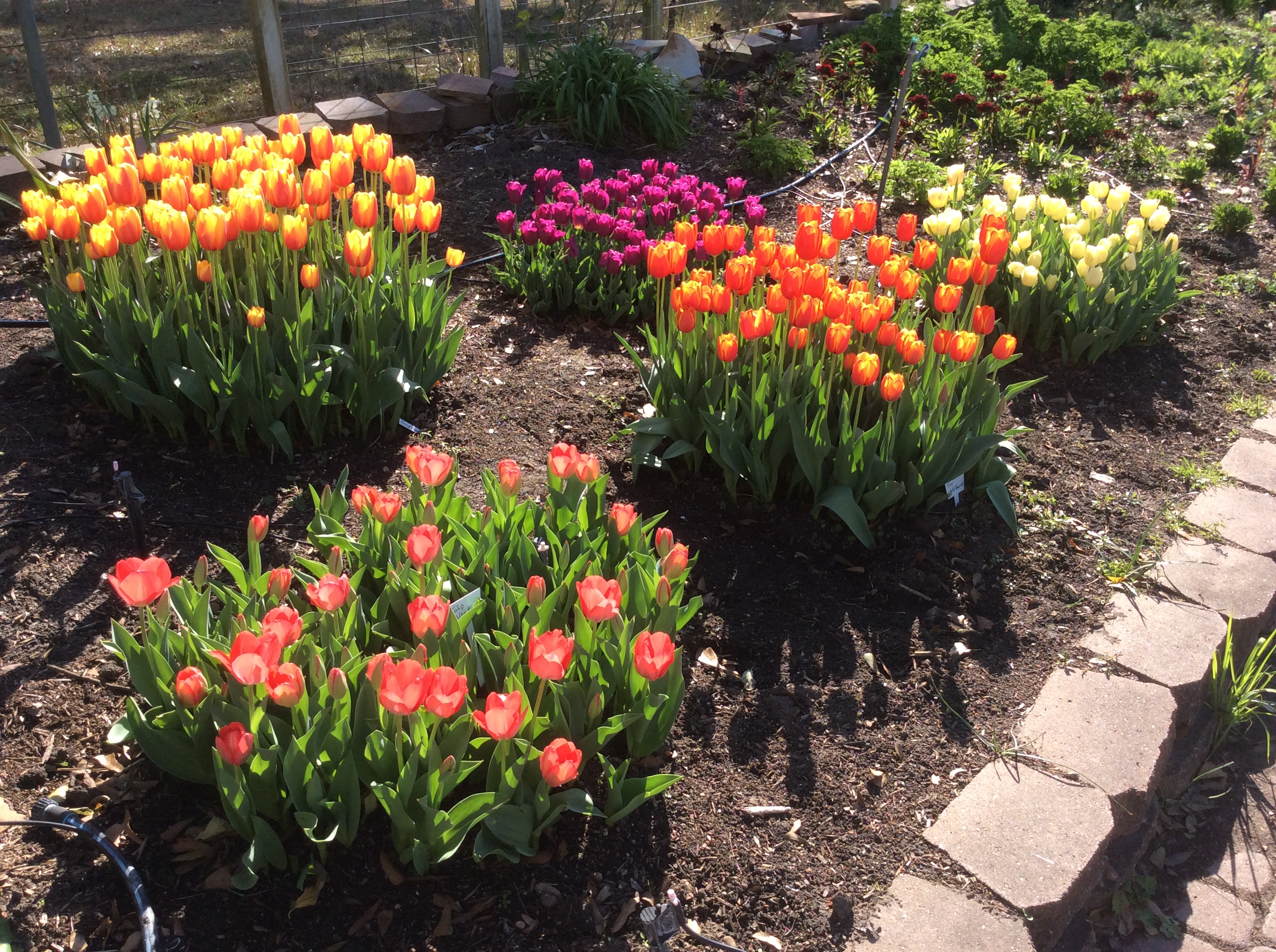 Tulips for Harris County | Harris County Horticulture Blog