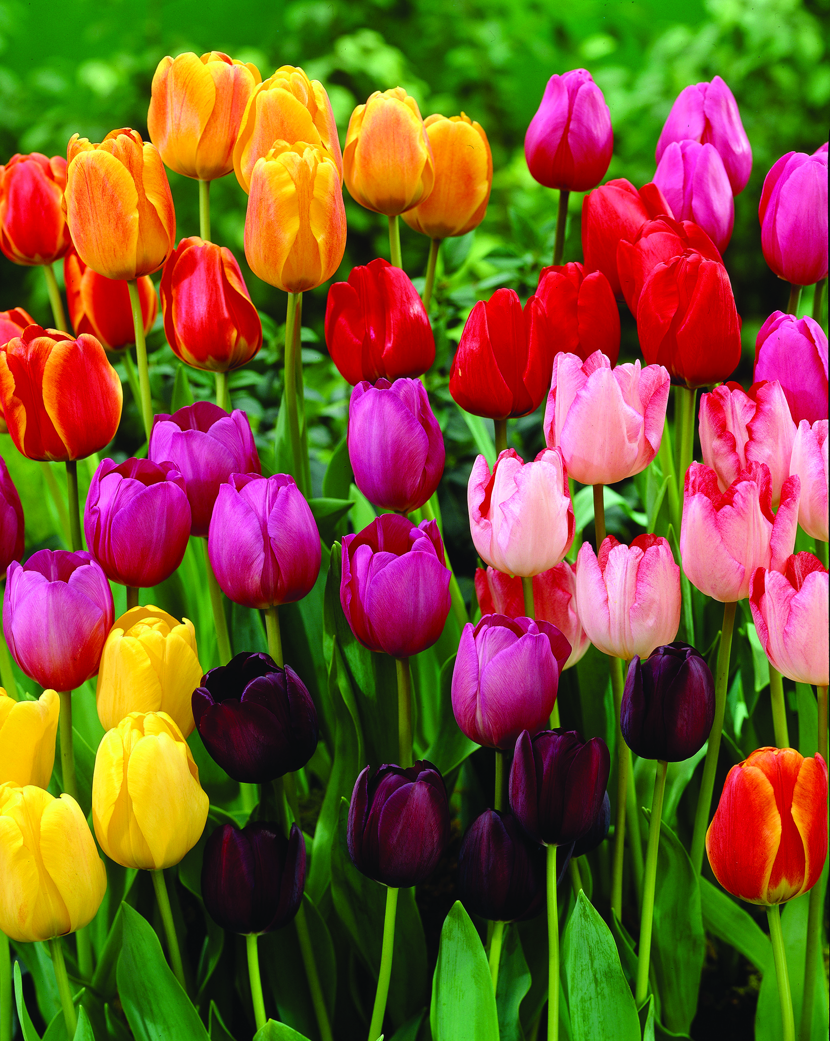 Tulip Pictures - National Garden Bureau