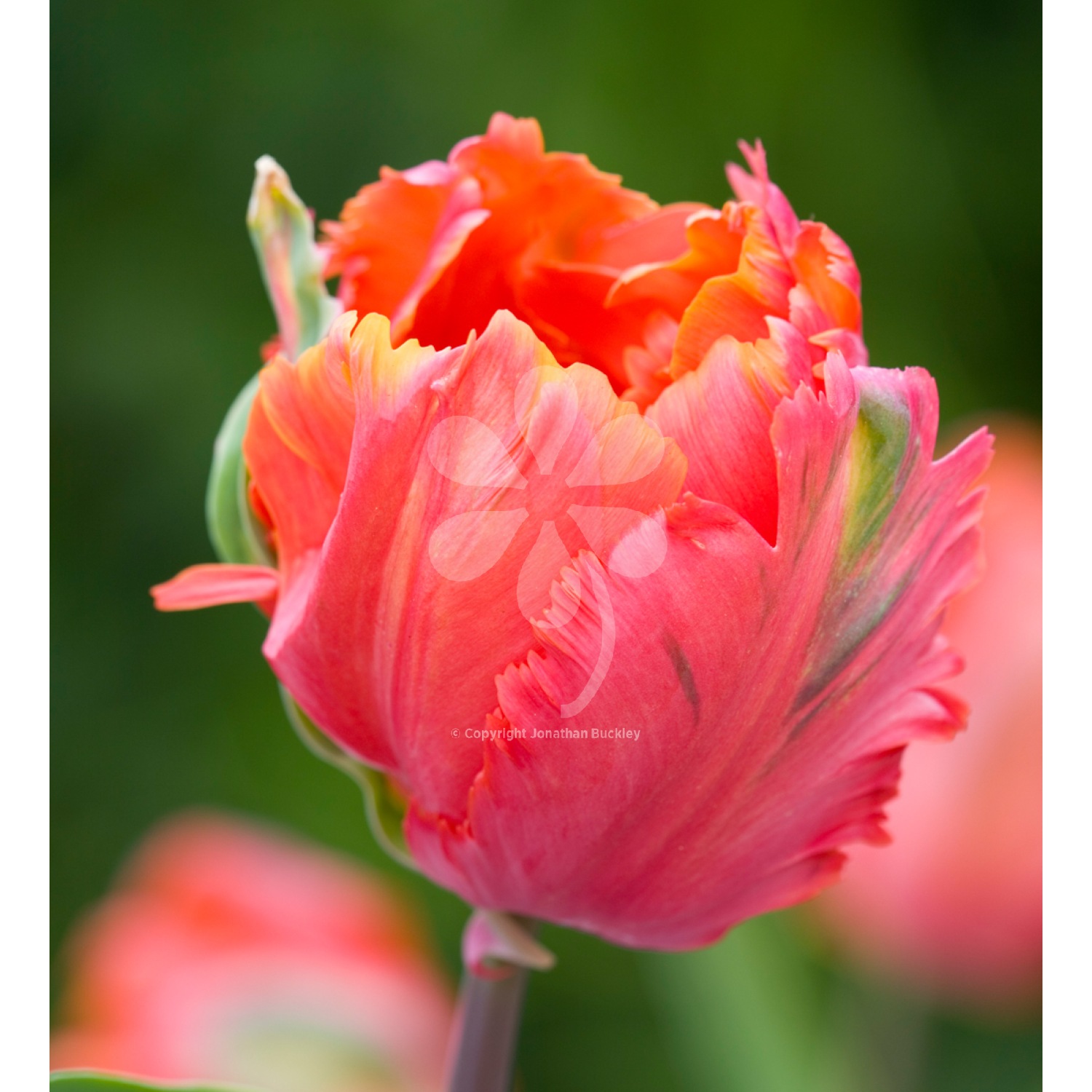 Thai Clay Flower Cutter - Tulip