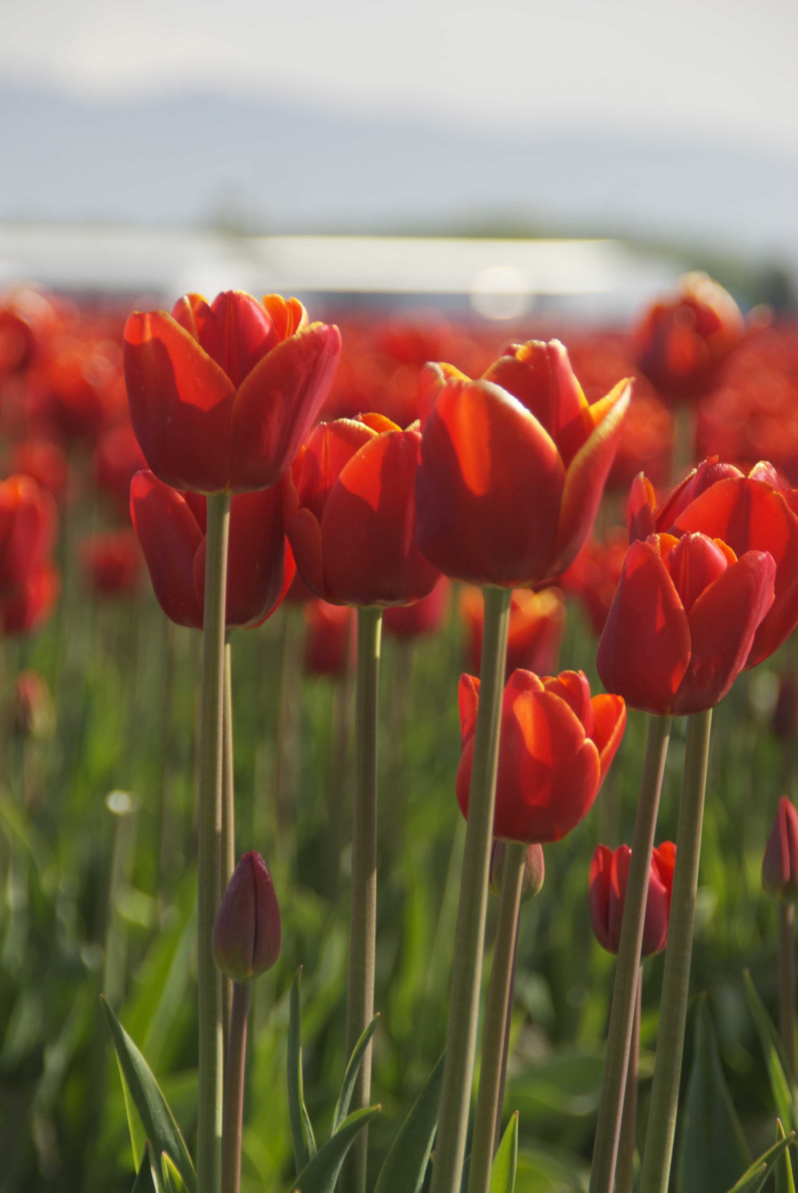 A year in the fields: Skagit Valley the heart of U.S. tulips ...