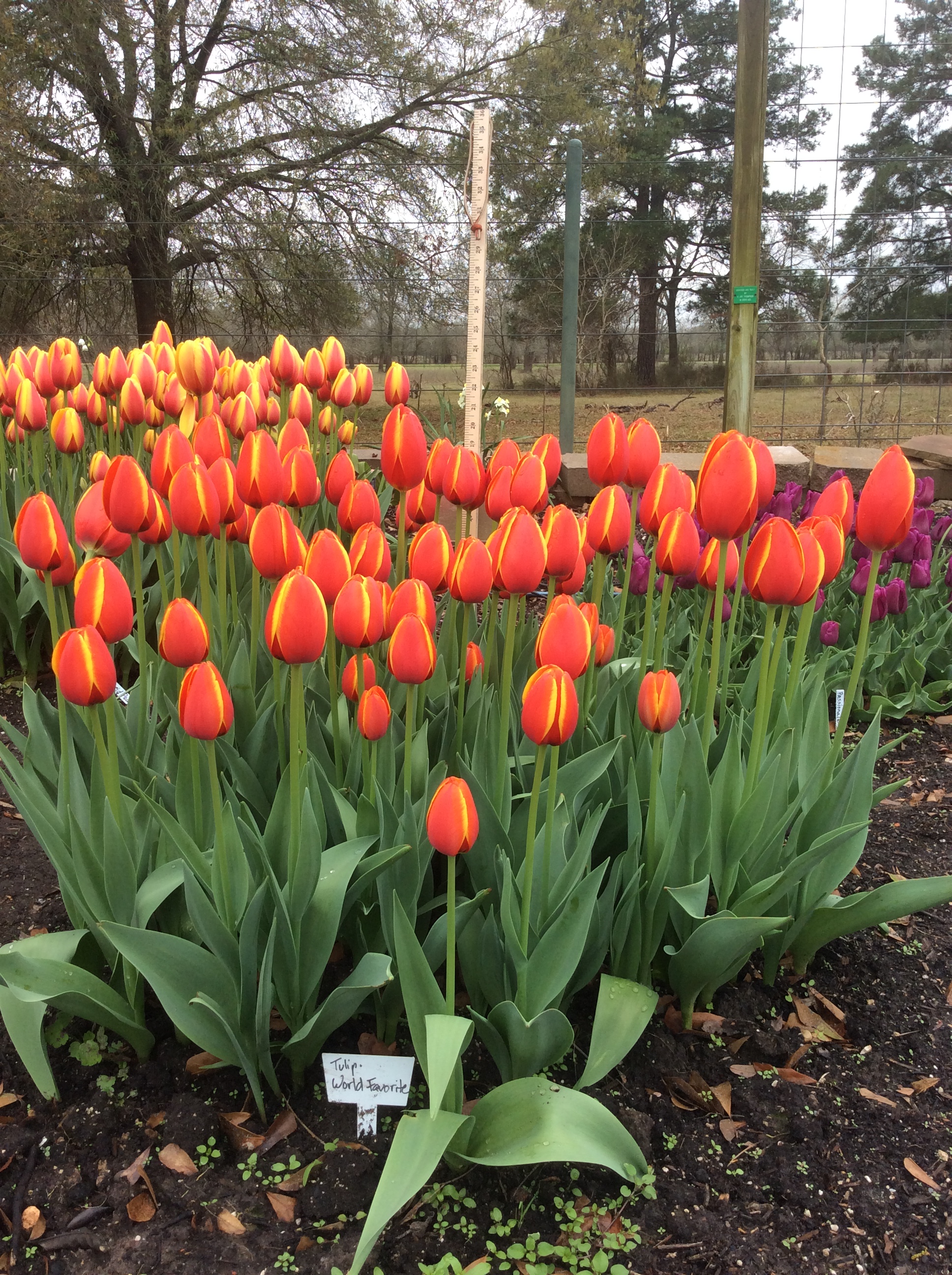 Tulips for Harris County | Harris County Horticulture Blog