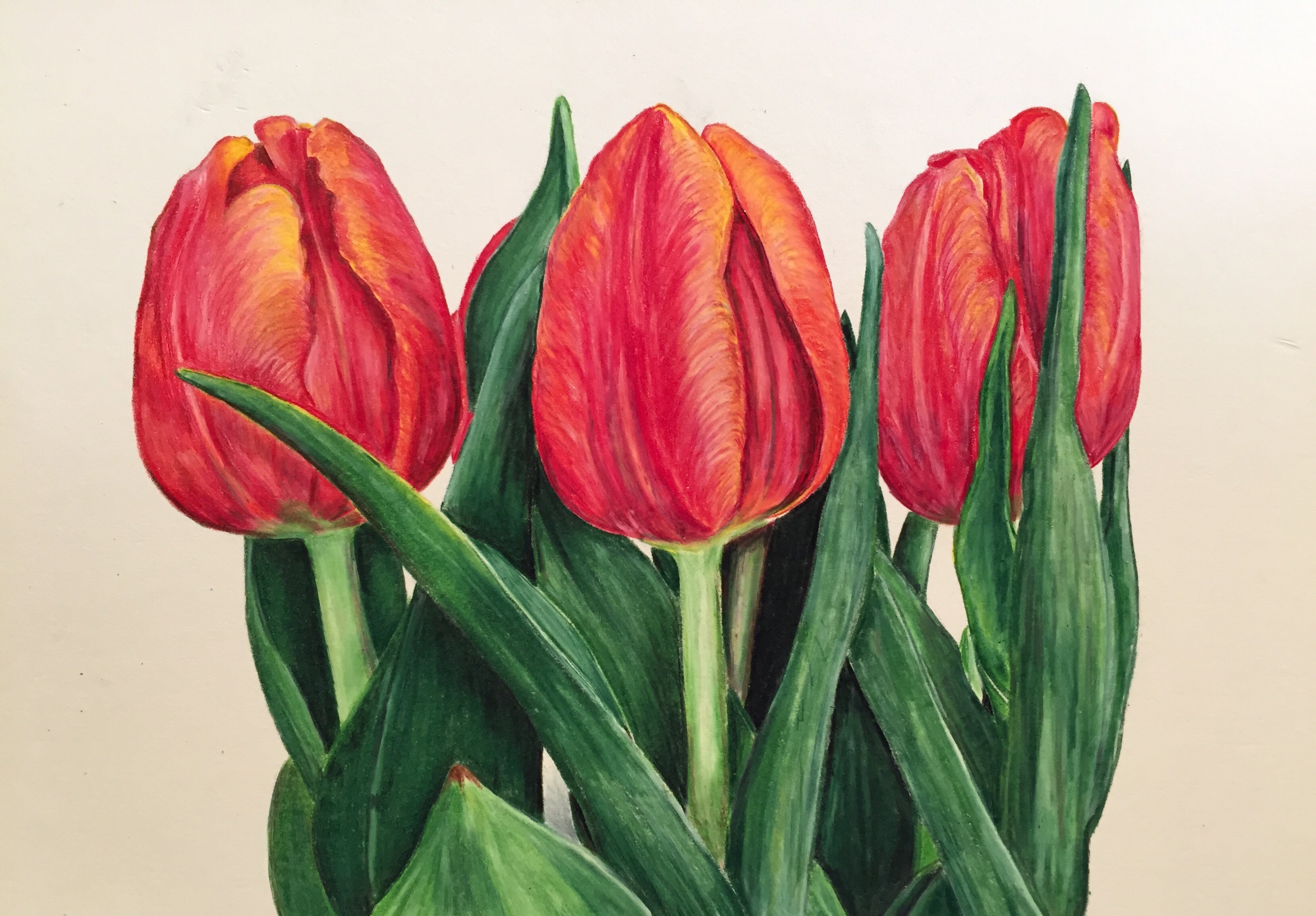 Prismacolor Colored Pencil: Tulip Speed Drawing - YouTube