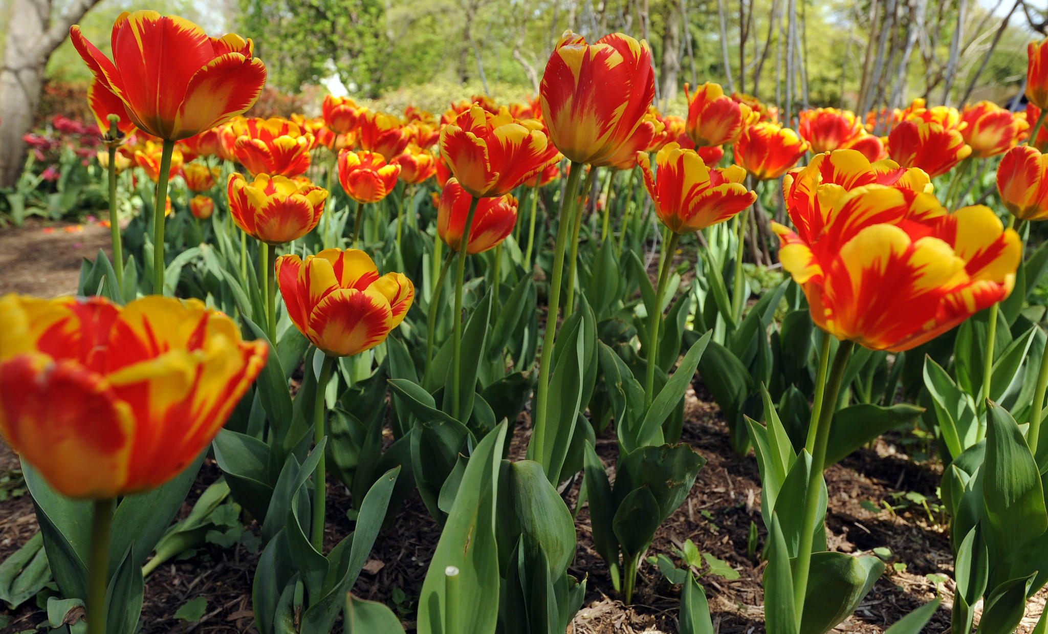 Sherwood Gardens' Tulip Dig on May 23 expected to attract thousands ...
