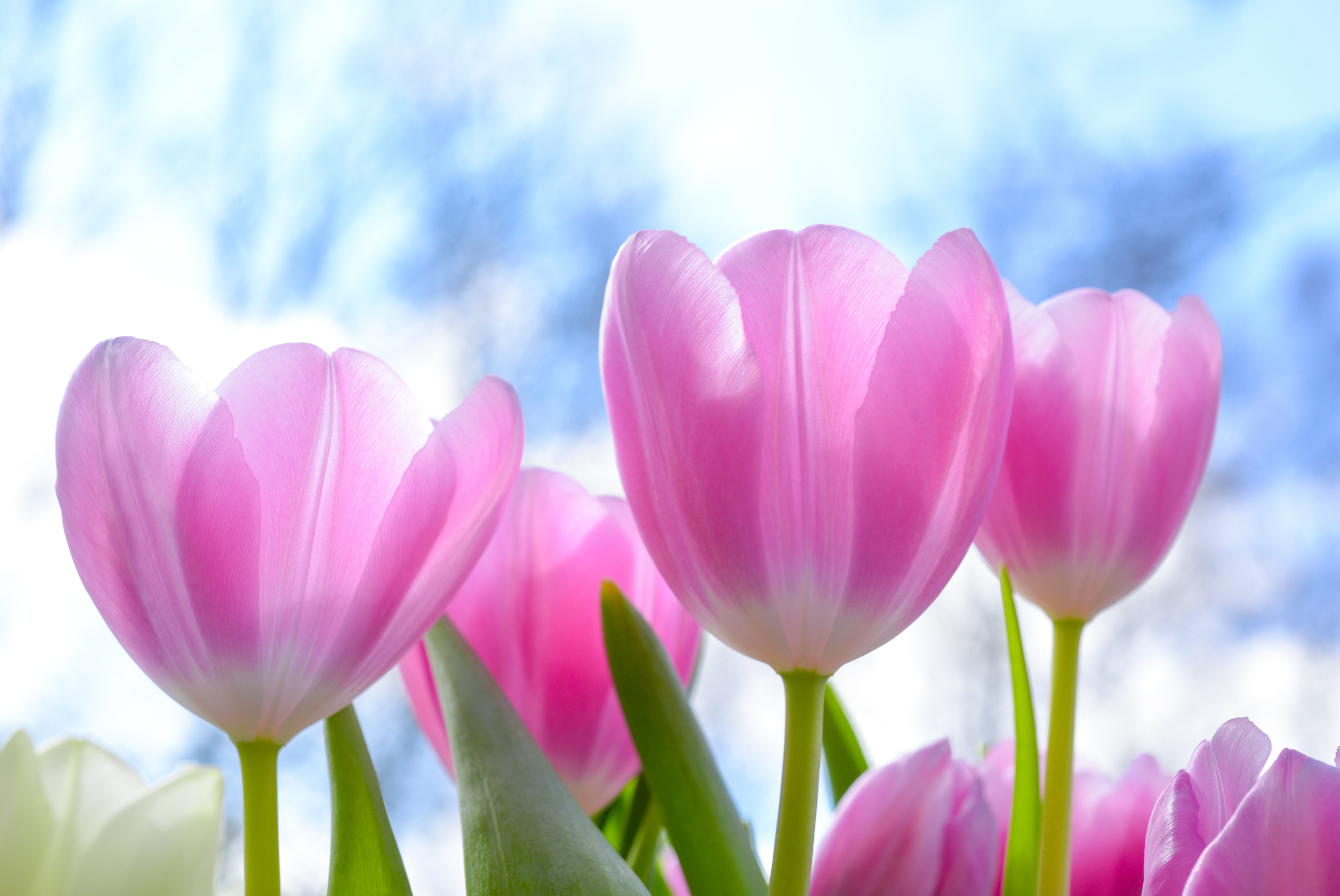 200+ Great Tulips Photos · Pexels · Free Stock Photos