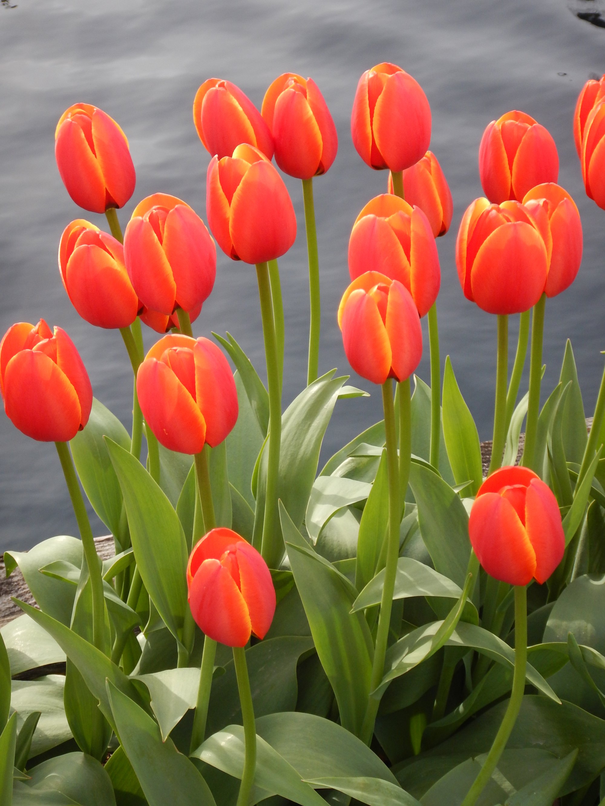 Tulip Festival: When is peak bloom, how to get there & other details ...