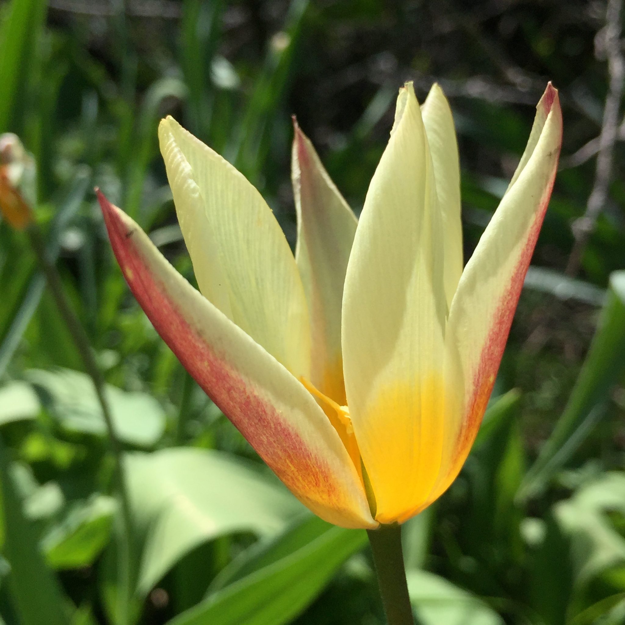 Trop Picks: Tulips | The Tropicalist