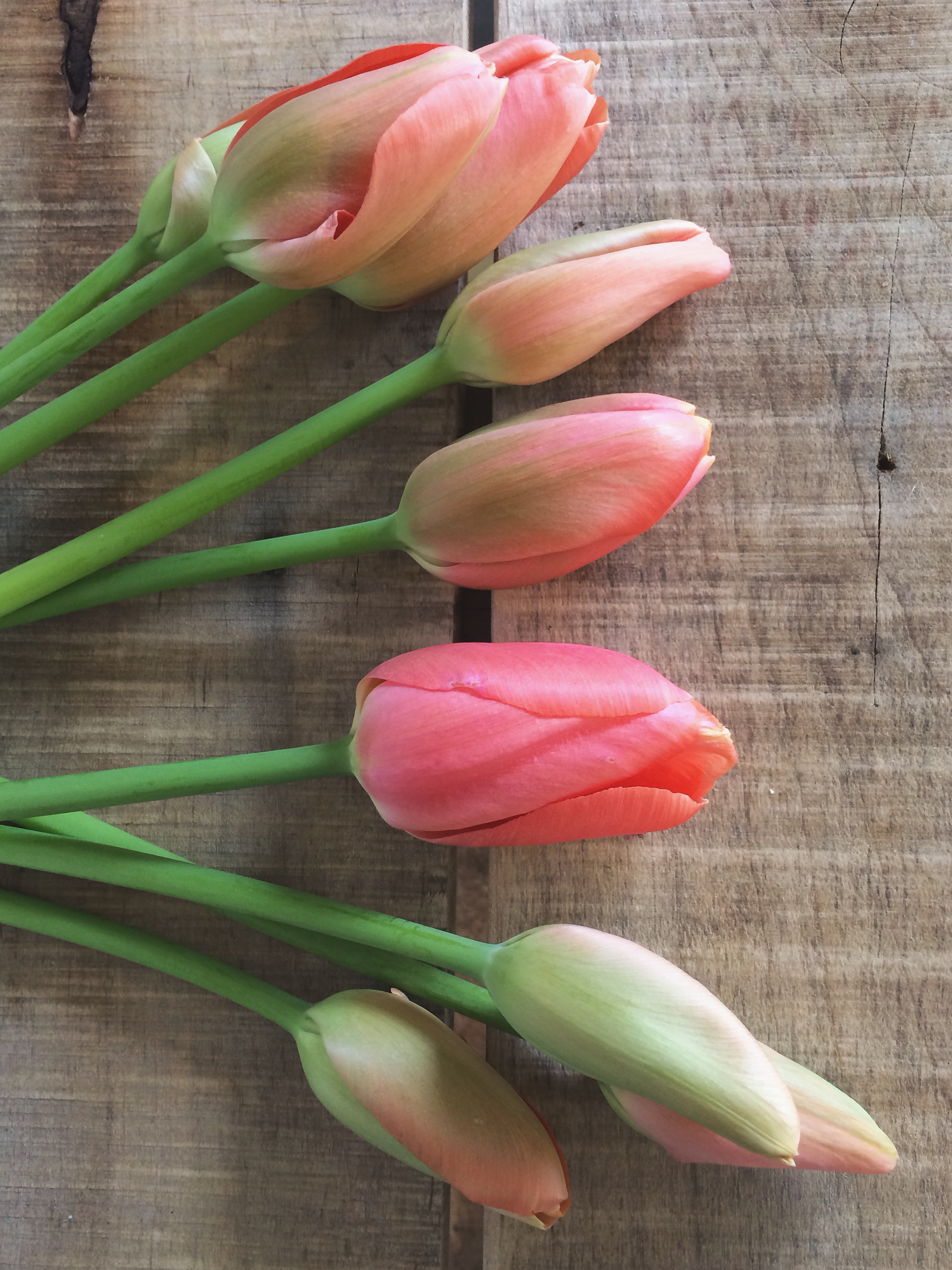 Reconsidering the Tulip - Love 'n Fresh Flowers