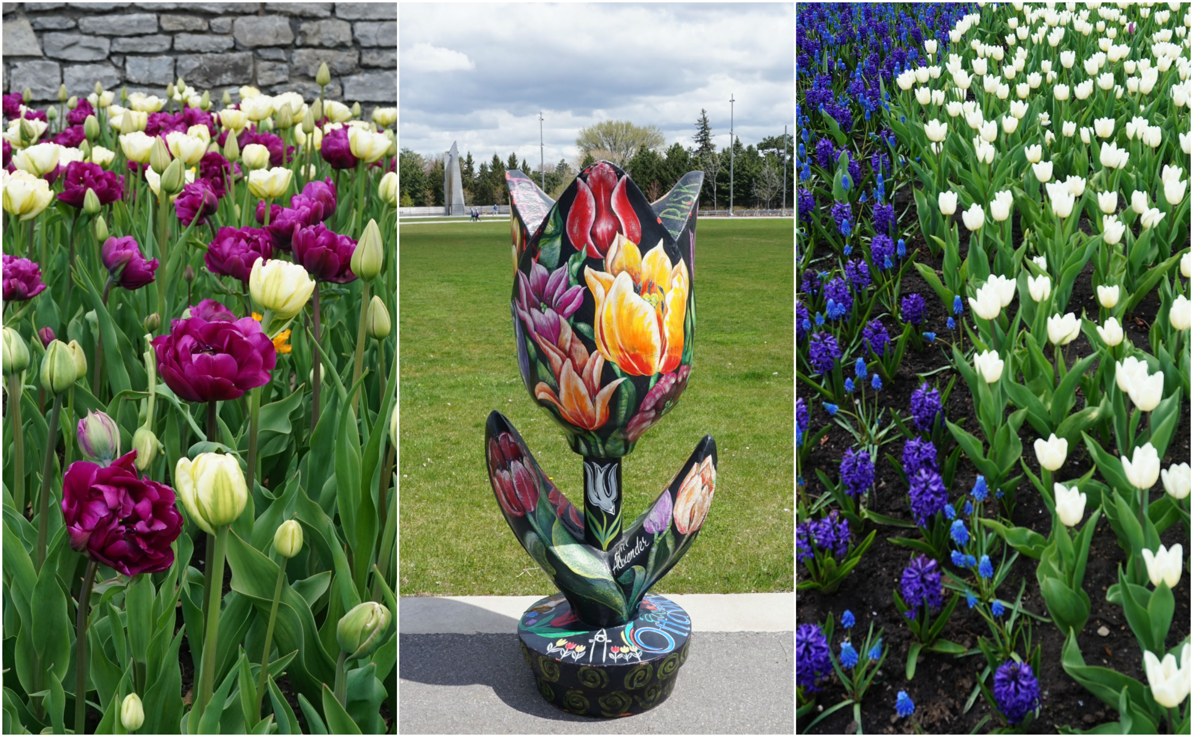 A Guide to the Canadian Tulip Festival in Ottawa | Ranga Adventures