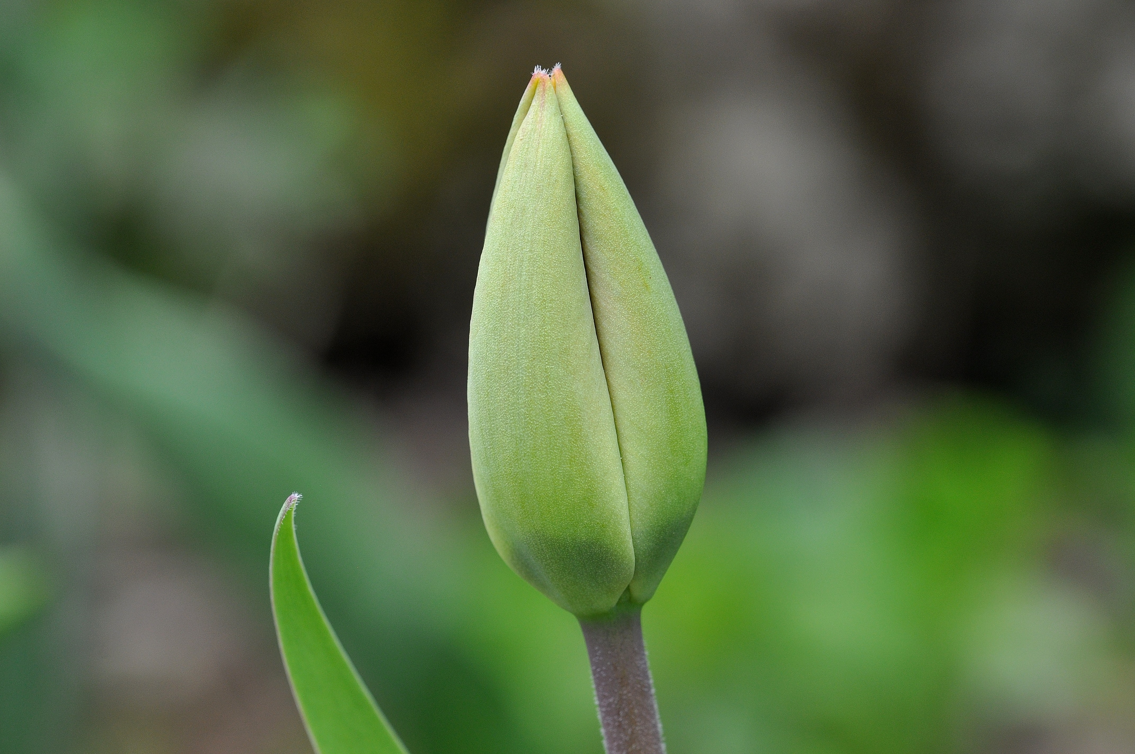 Как быстро раскрываются тюльпаны. Tulipa kaufmanniana бутон. Тюльпан черешок. Лист растения тюльпан черешковый.