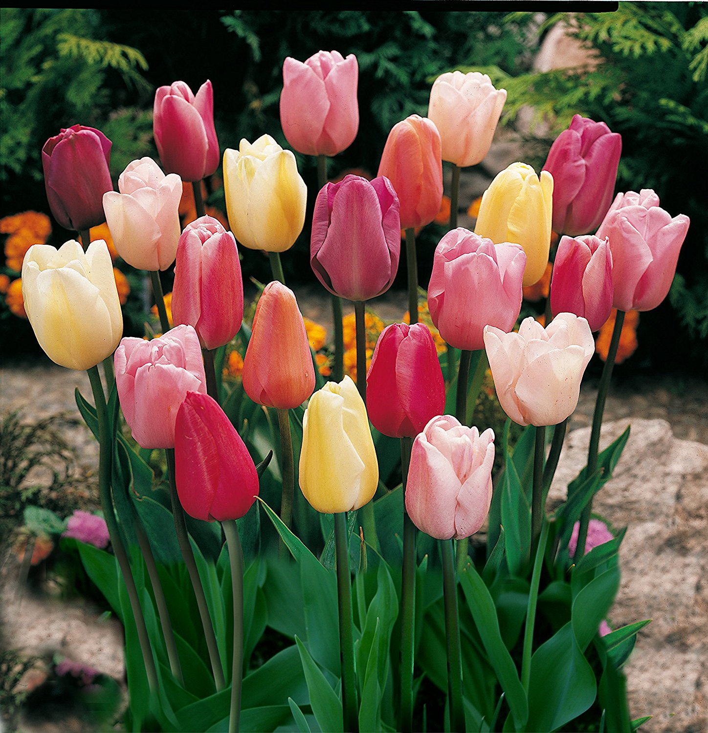 Amazon.com : Mixed Triumph Tulips (25 Bulbs) - Assorted Colors of ...