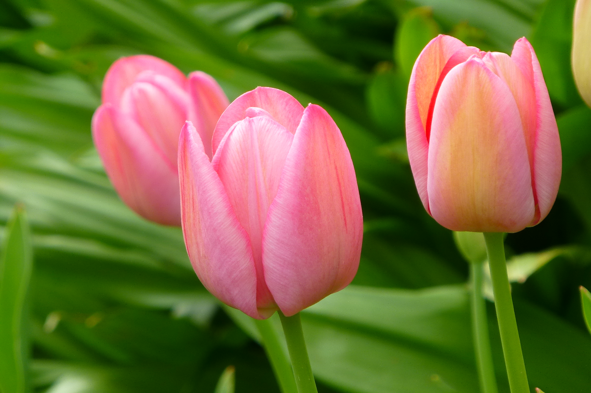 tulips | SISSINGHURST GARDEN