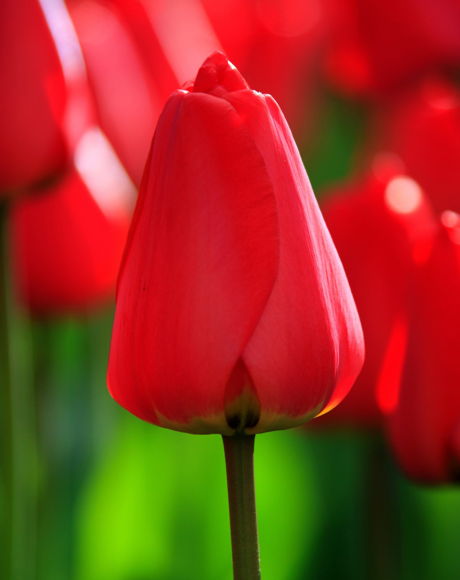Tulip Parade - Buy Tulip Bulbs | DutchGrown