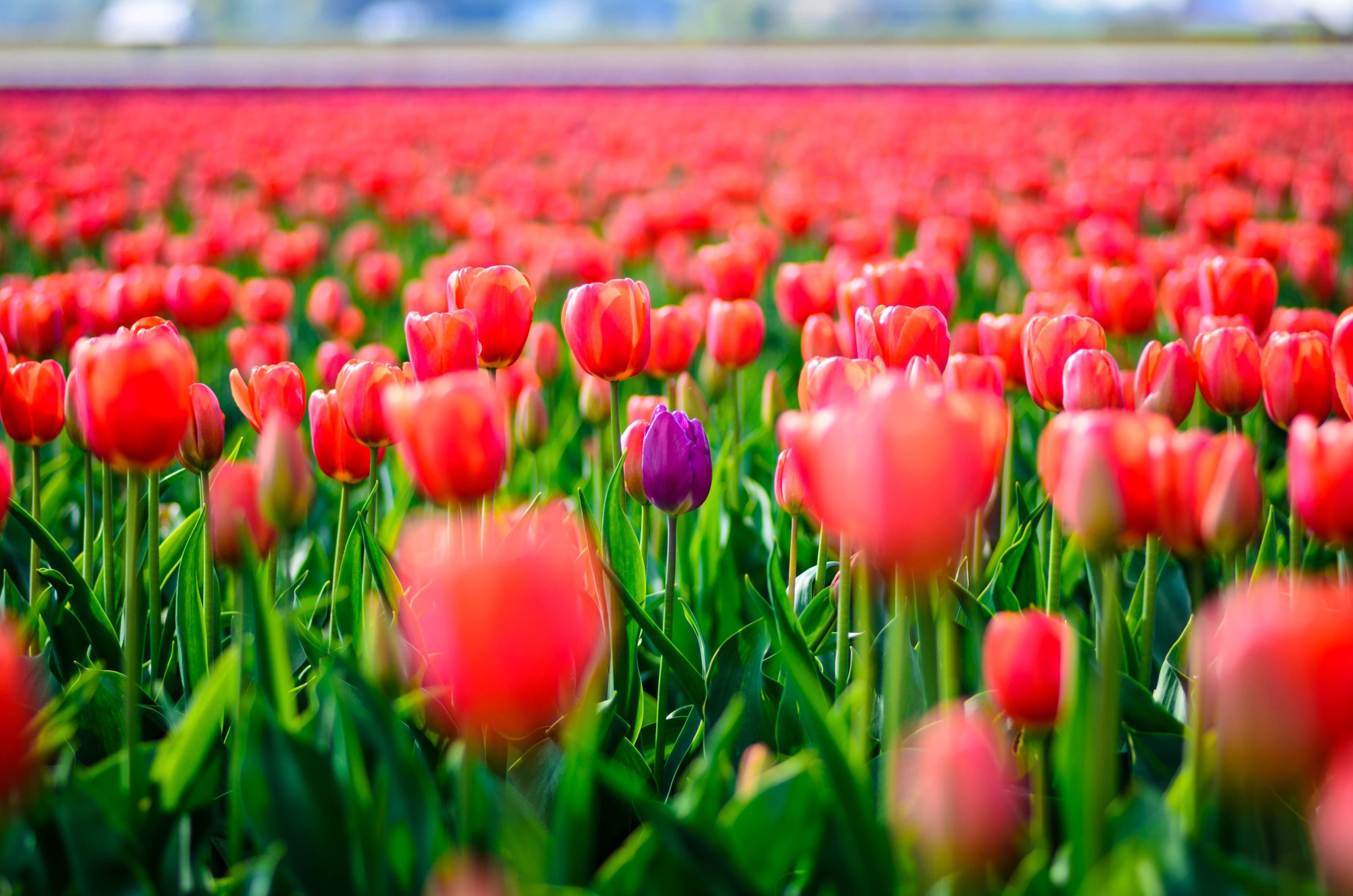 Tulip Festival: When is peak bloom, how to get there & other details ...