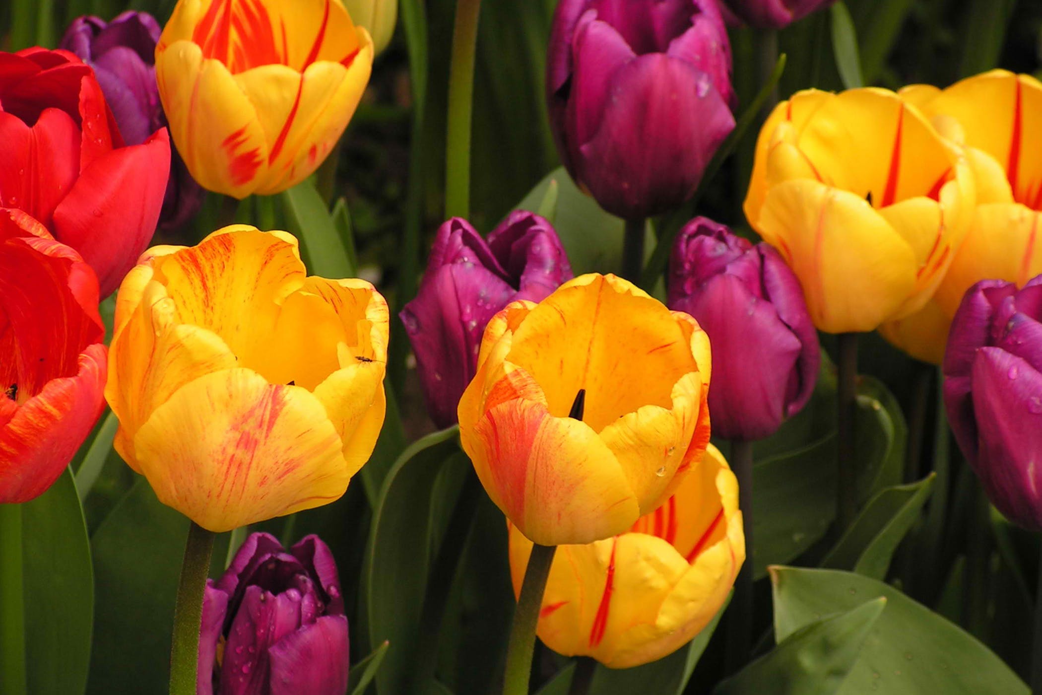 Tulips Poisoning in Horses - Symptoms, Causes, Diagnosis, Treatment ...