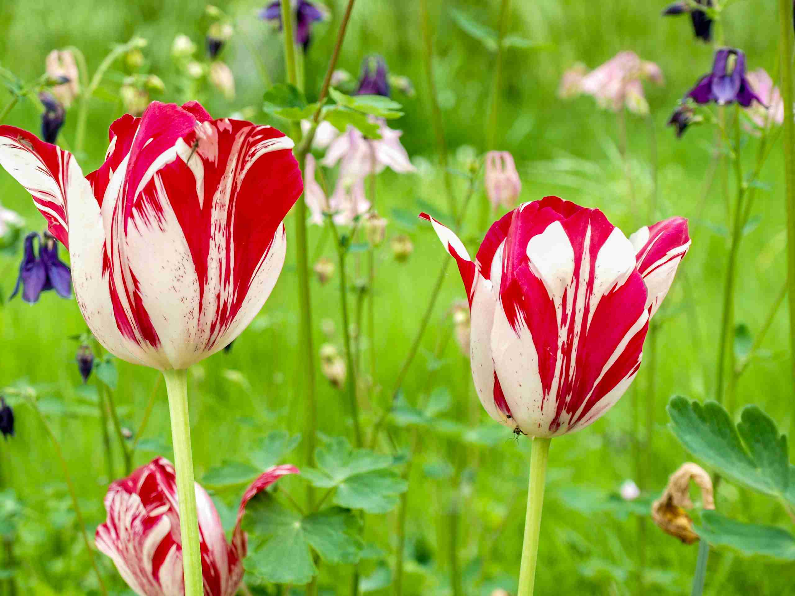 10 Tulip Varieties for the Spring Garden