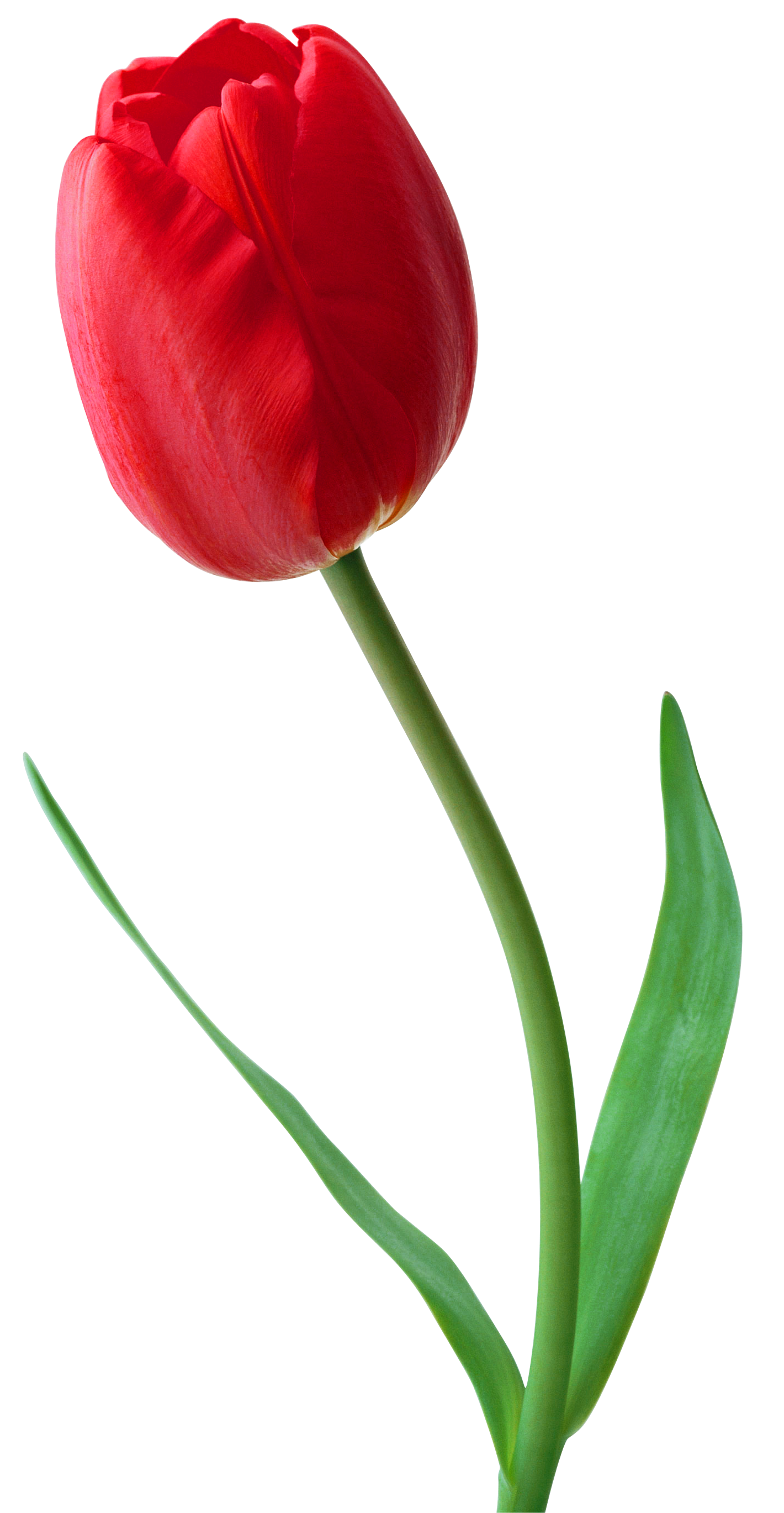 Pin by lyna aryati on Flower Tulip.. | Pinterest | Red tulips and Tattoo