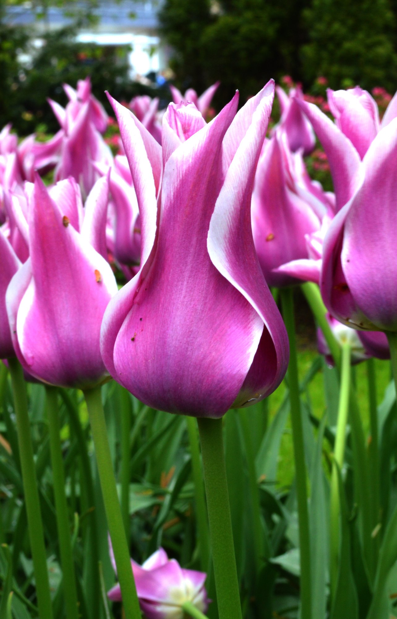 Tulip Ballade | DutchGrown®
