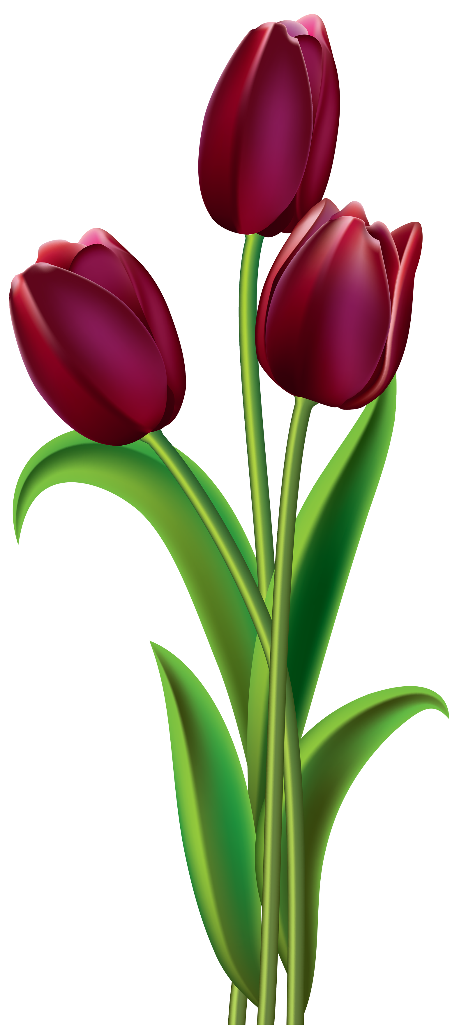 Tulip flower png images free gallery