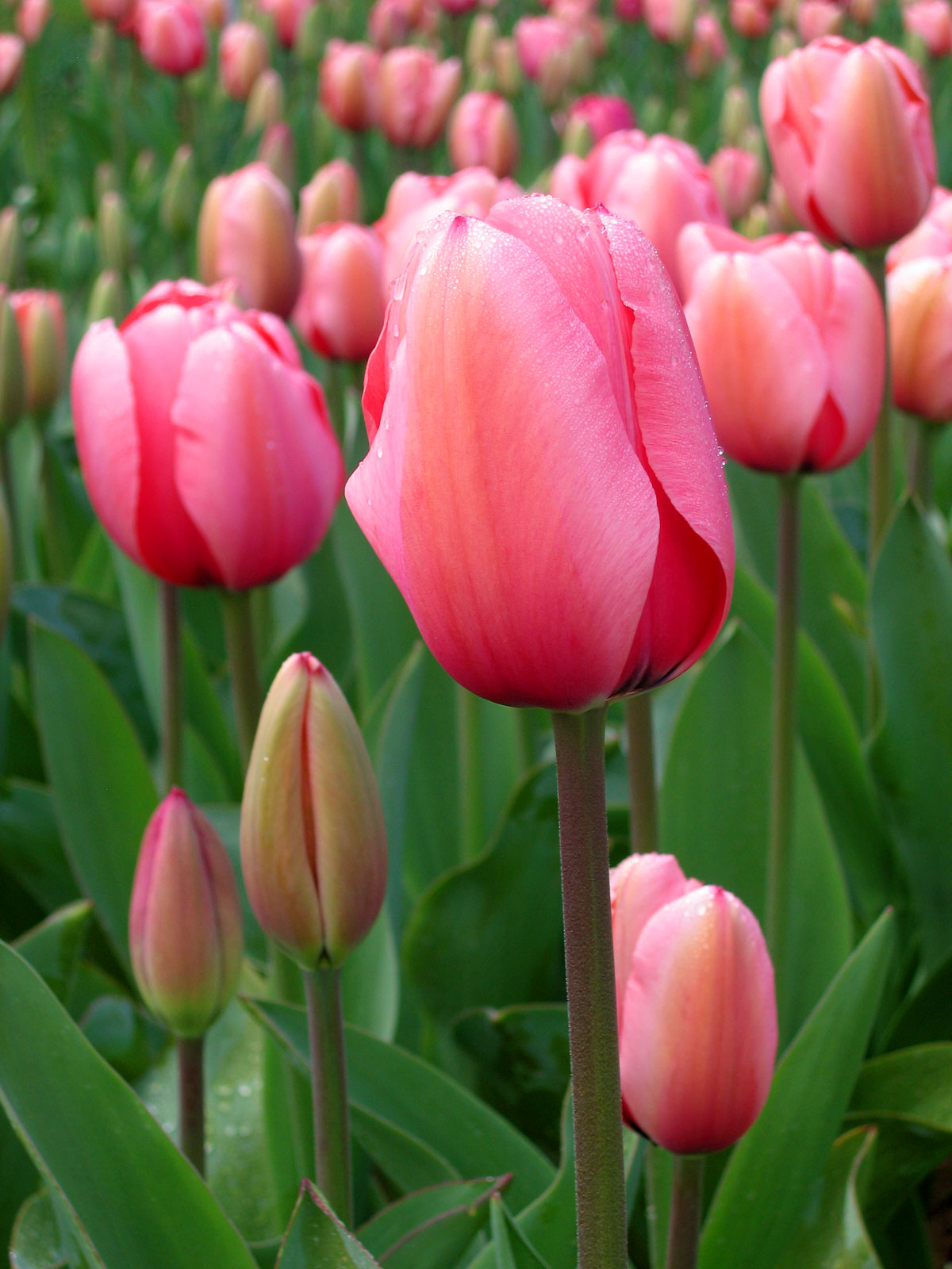 File:Tulip - floriade canberra.jpg - Wikipedia