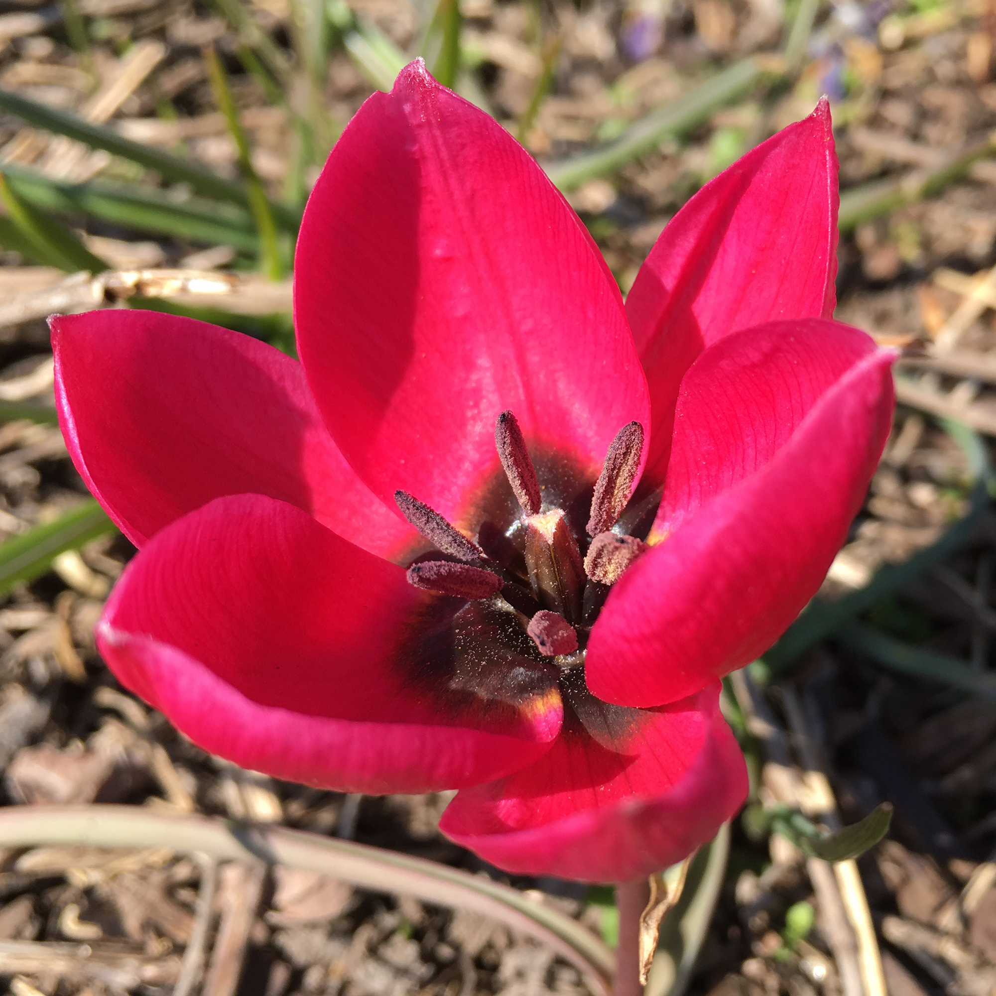 tulip 'Violacea Black Base' | Lurie Garden