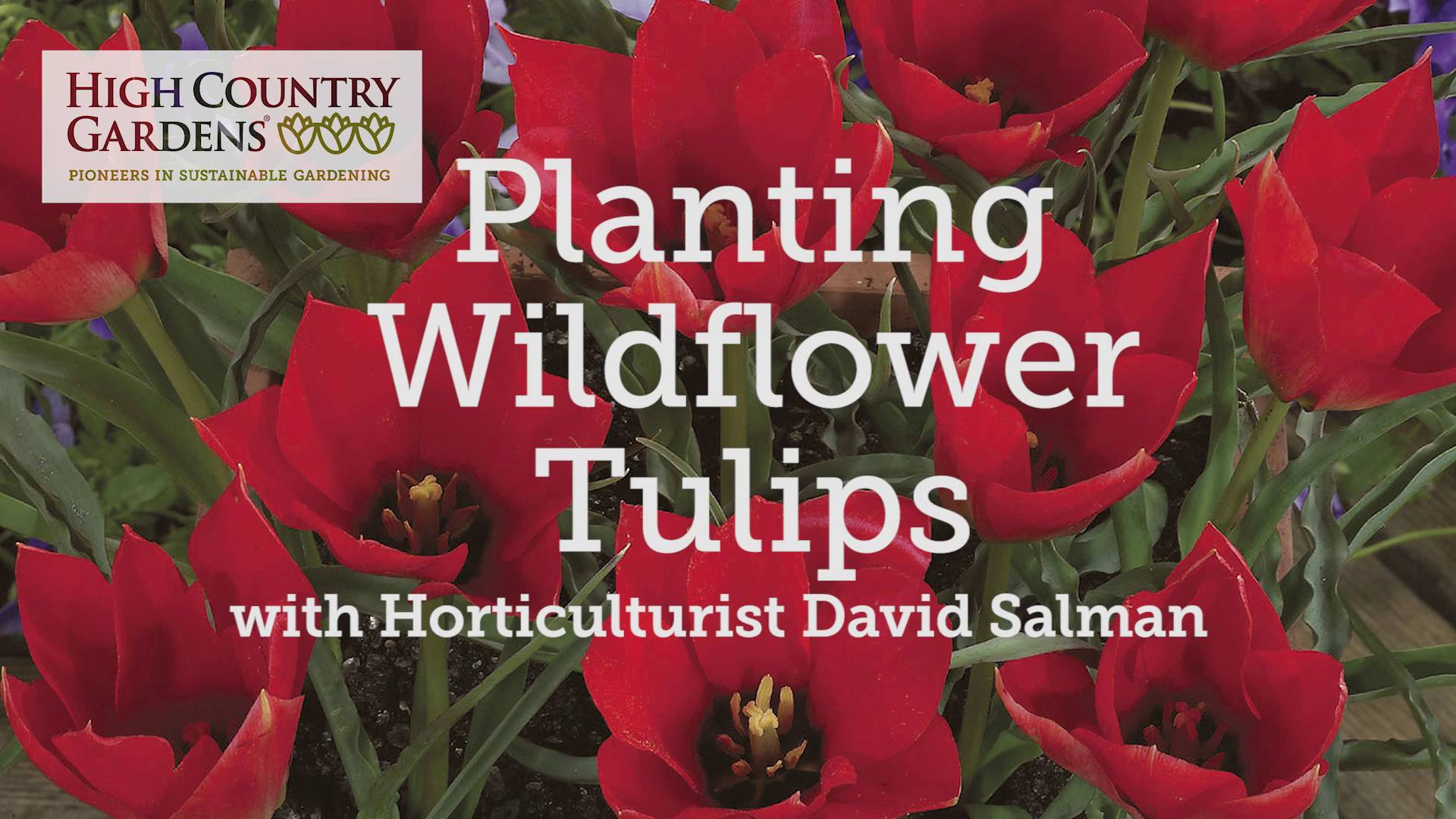 Tulip Bulbs | Wildflower Tulips | High Country Gardens