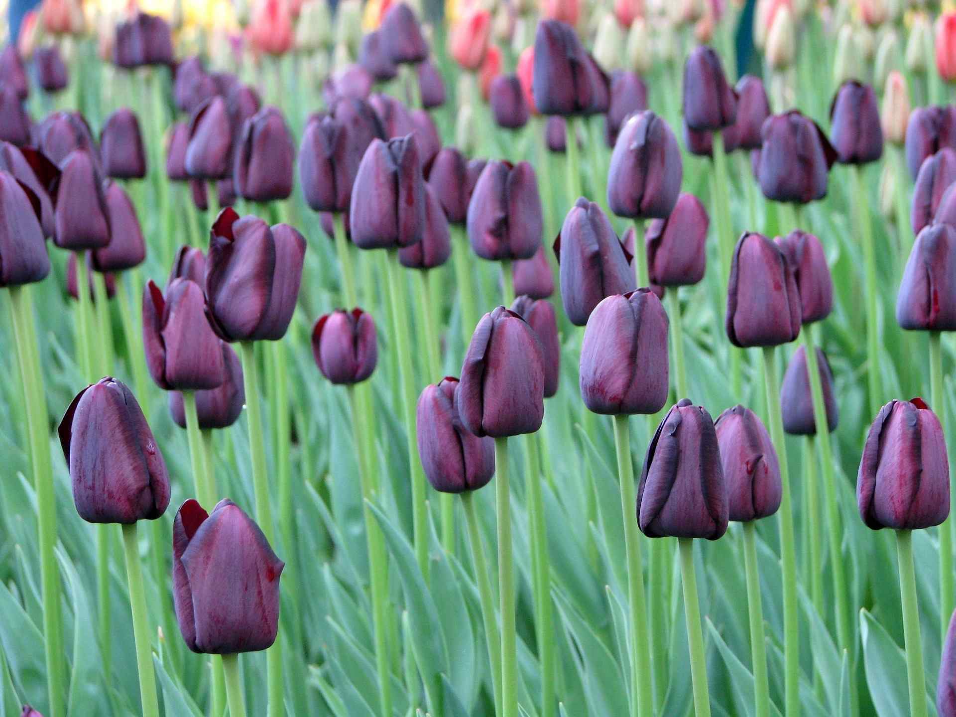 Guide to Seeing the Tulips Near Amsterdam