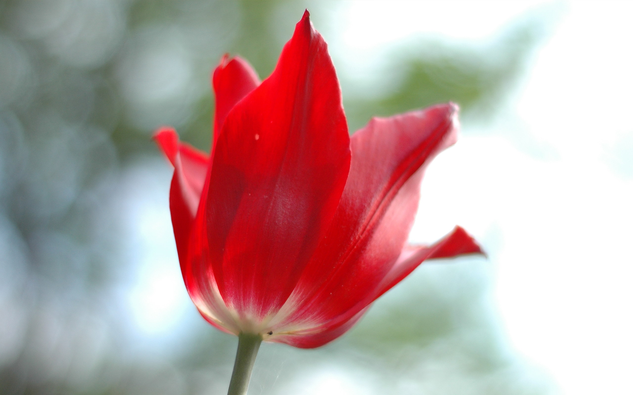 Home - Texas Tulips