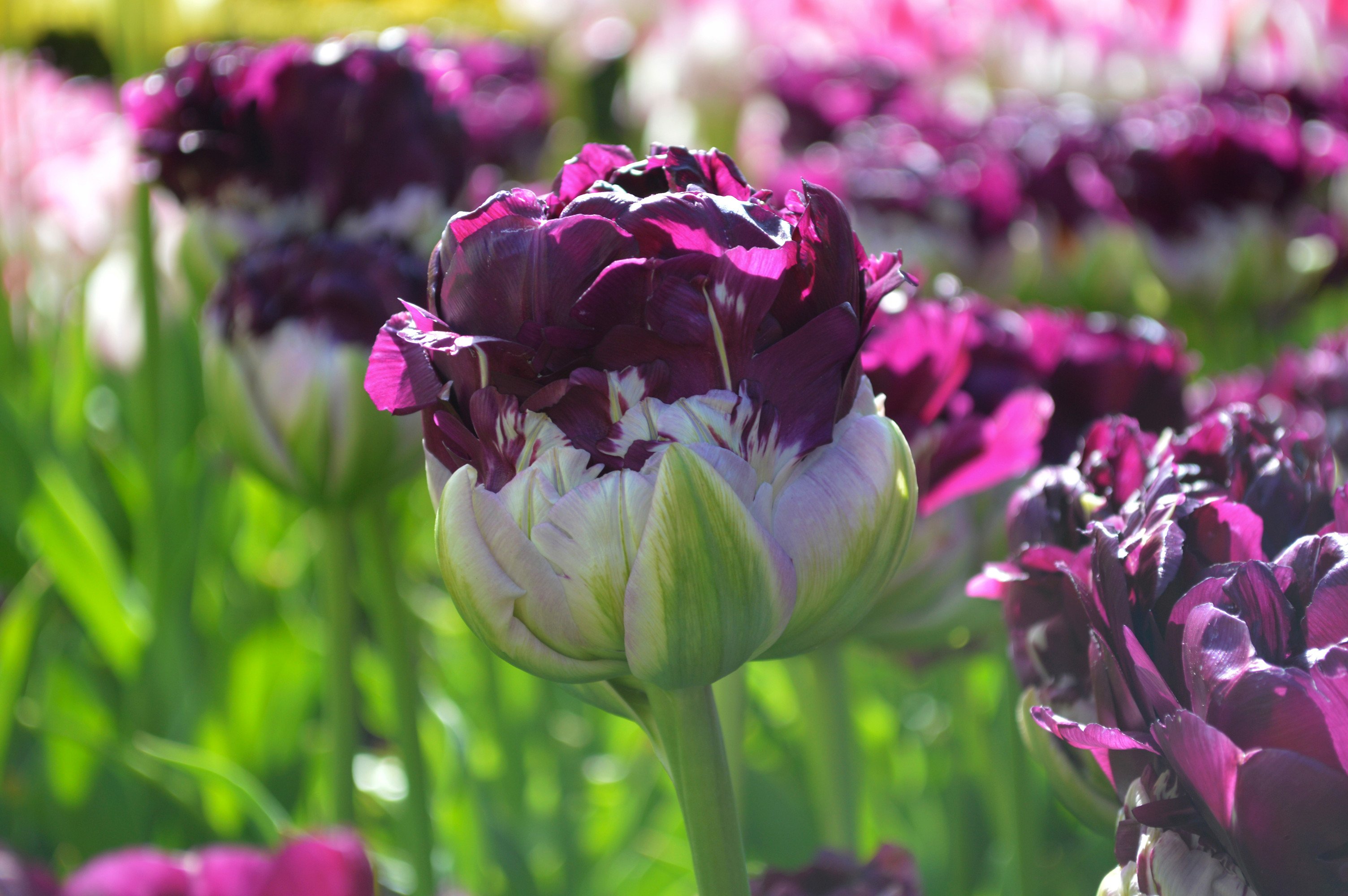 Tulip Blue Wow - Flower Bulbs | DutchGrown
