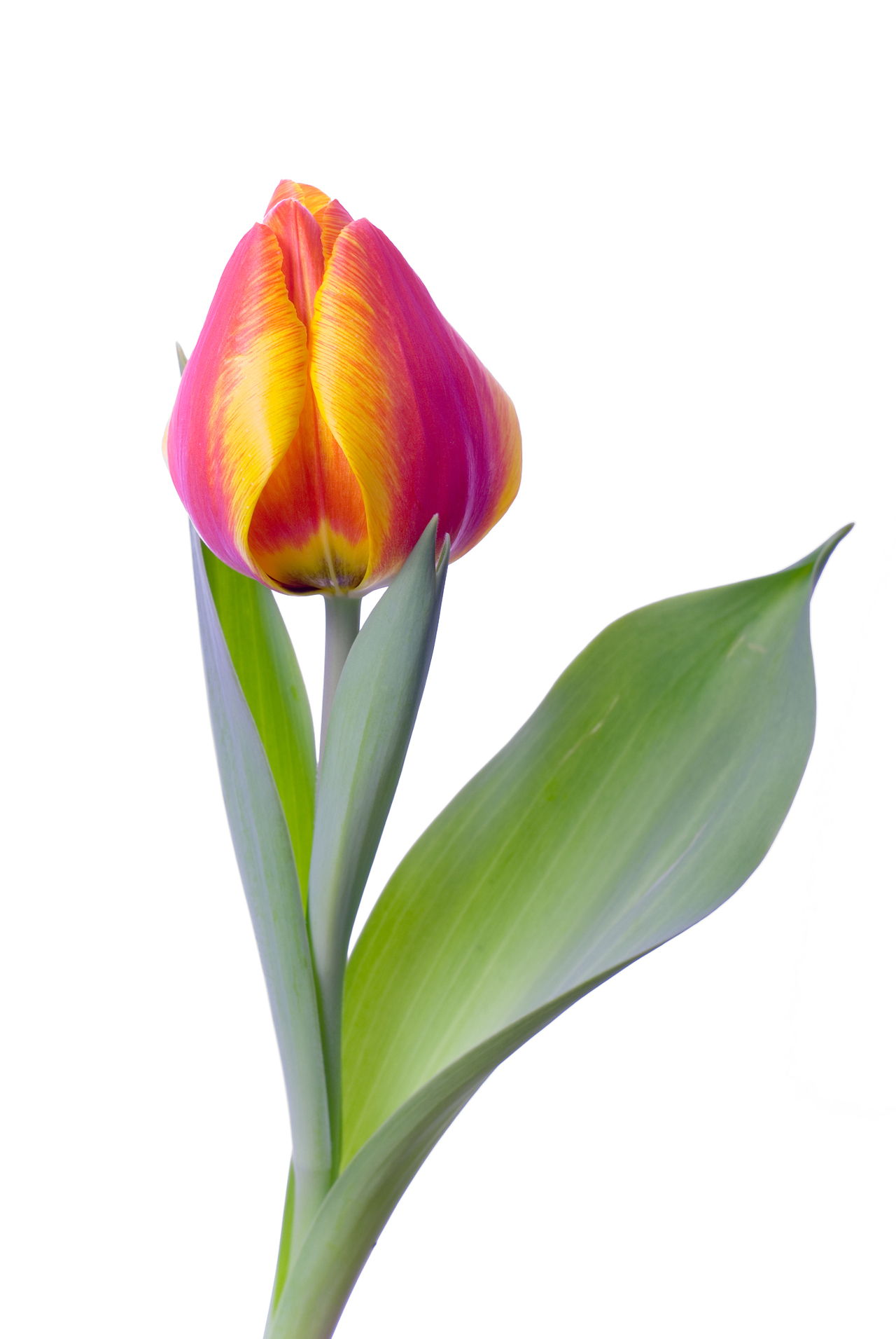 Everything You Ever Needed to Know About Dividing Tulip Bulbs